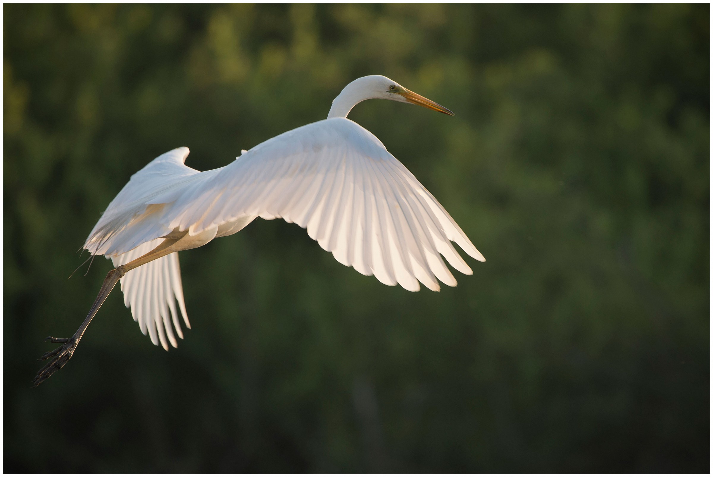 Great Egret