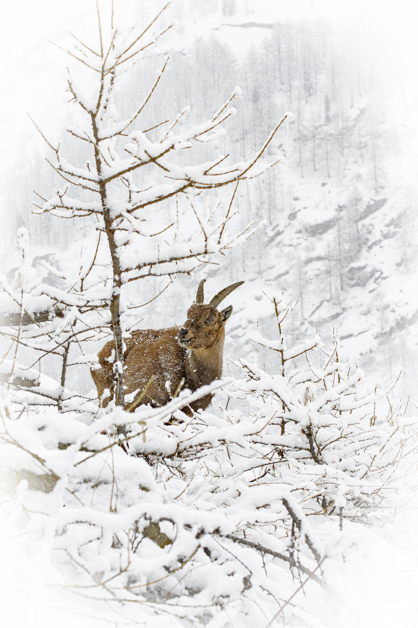 In the snow