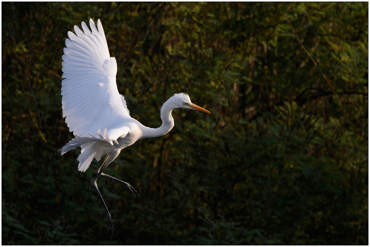 Great Egret