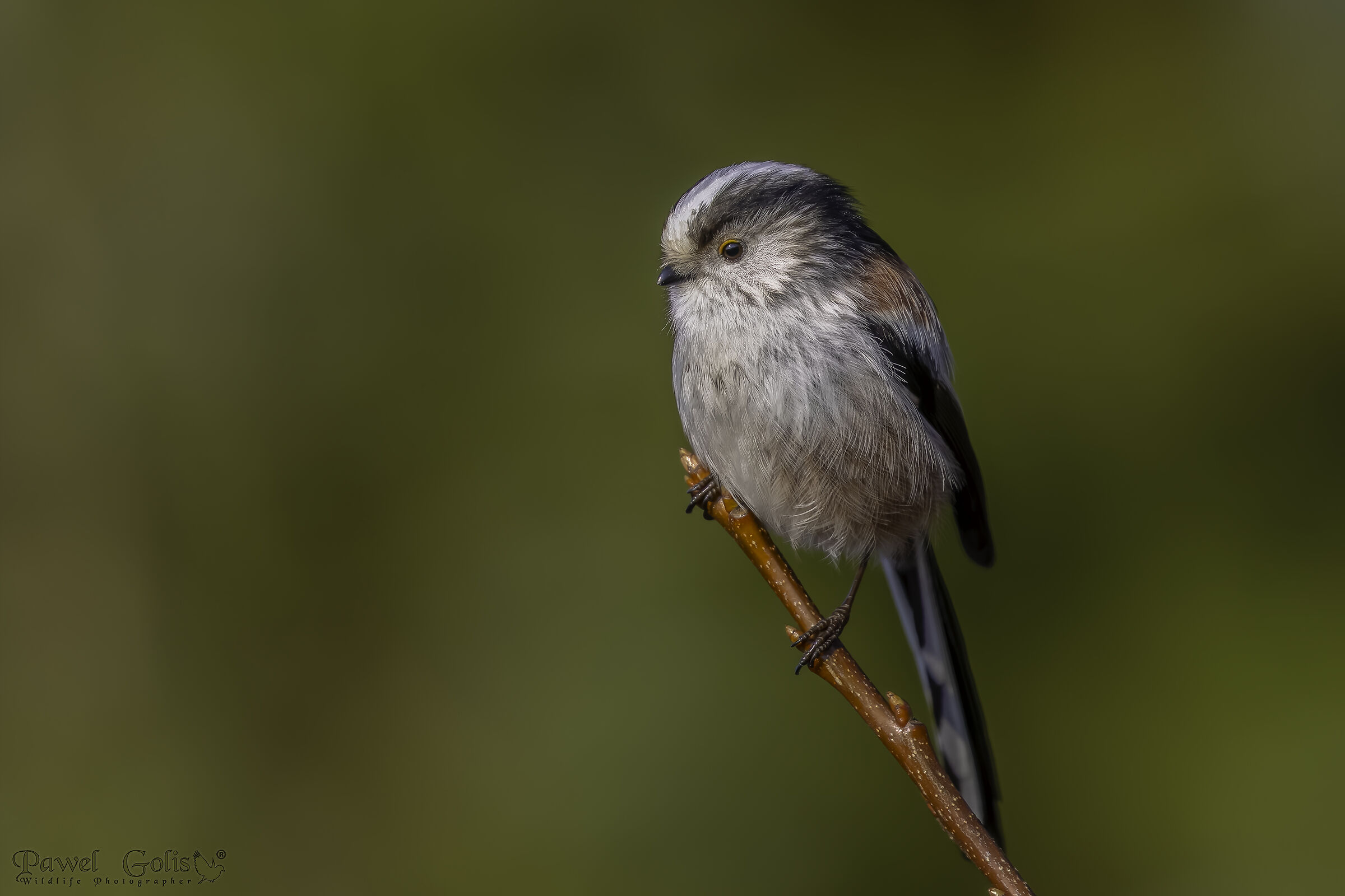 Cincia codalunga (Aegithalos caudatus)