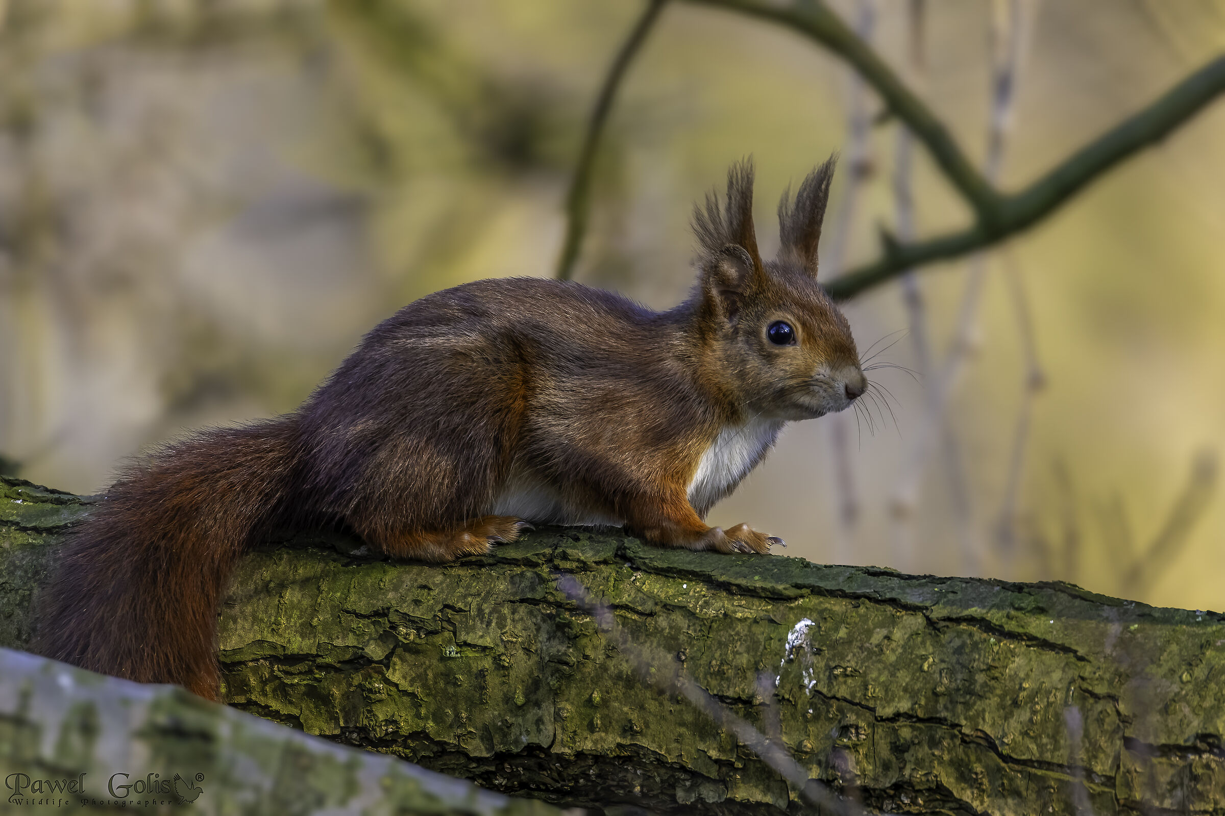Scoiattolo rosso eurasiatico (Sciurus vulgaris)