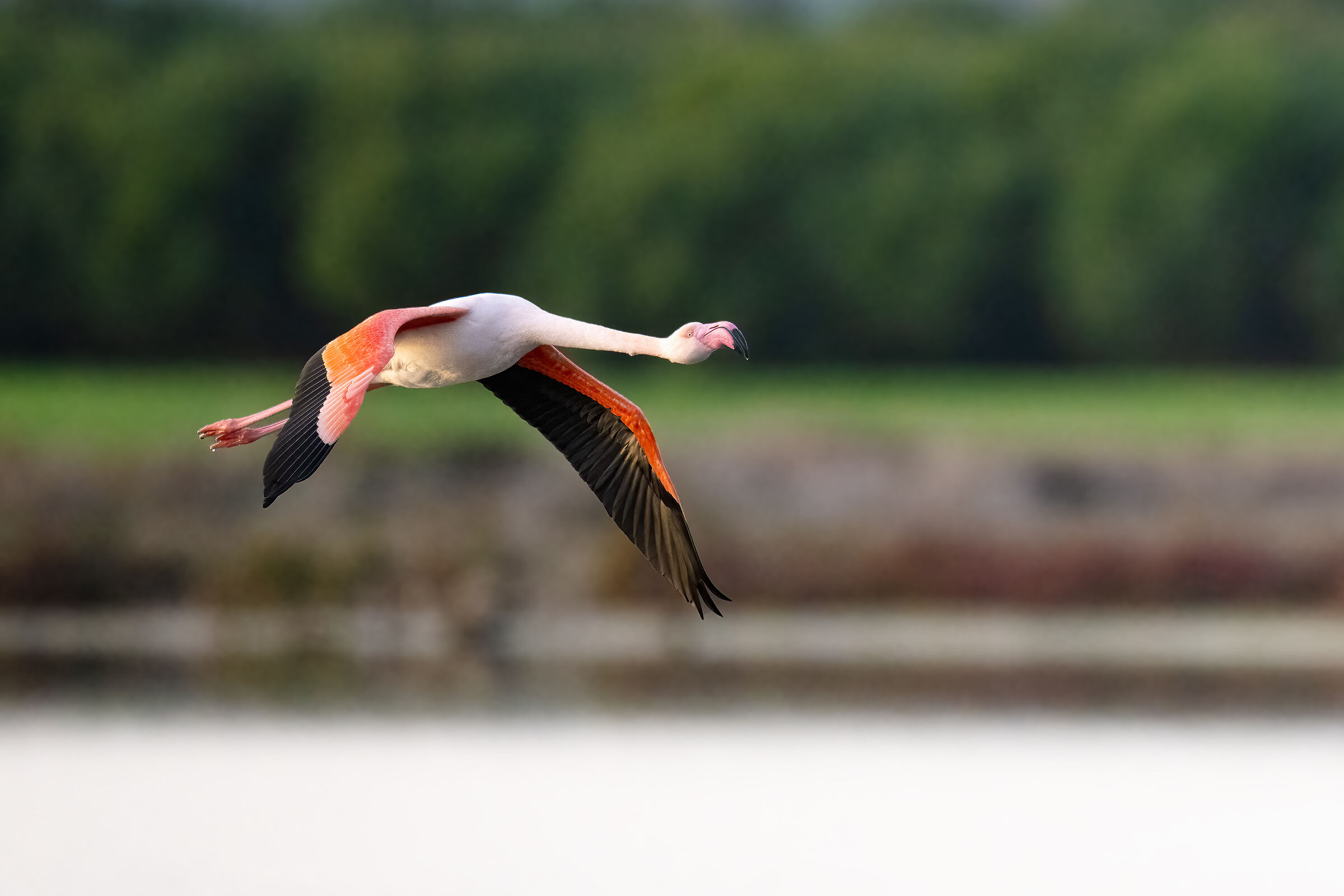 Flamingo - Cabras - Sardinia