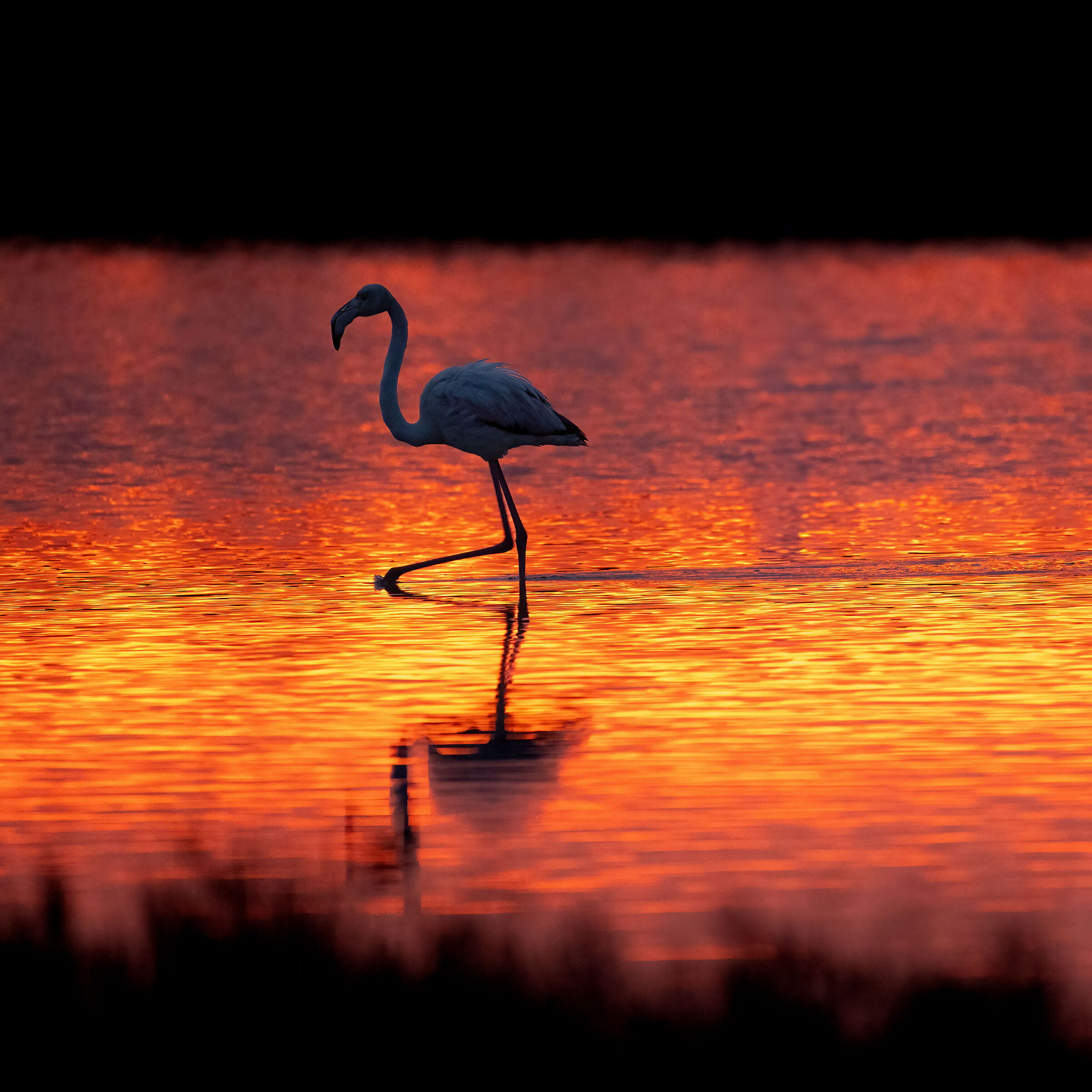 Flamingo - Cabras - Sardinia