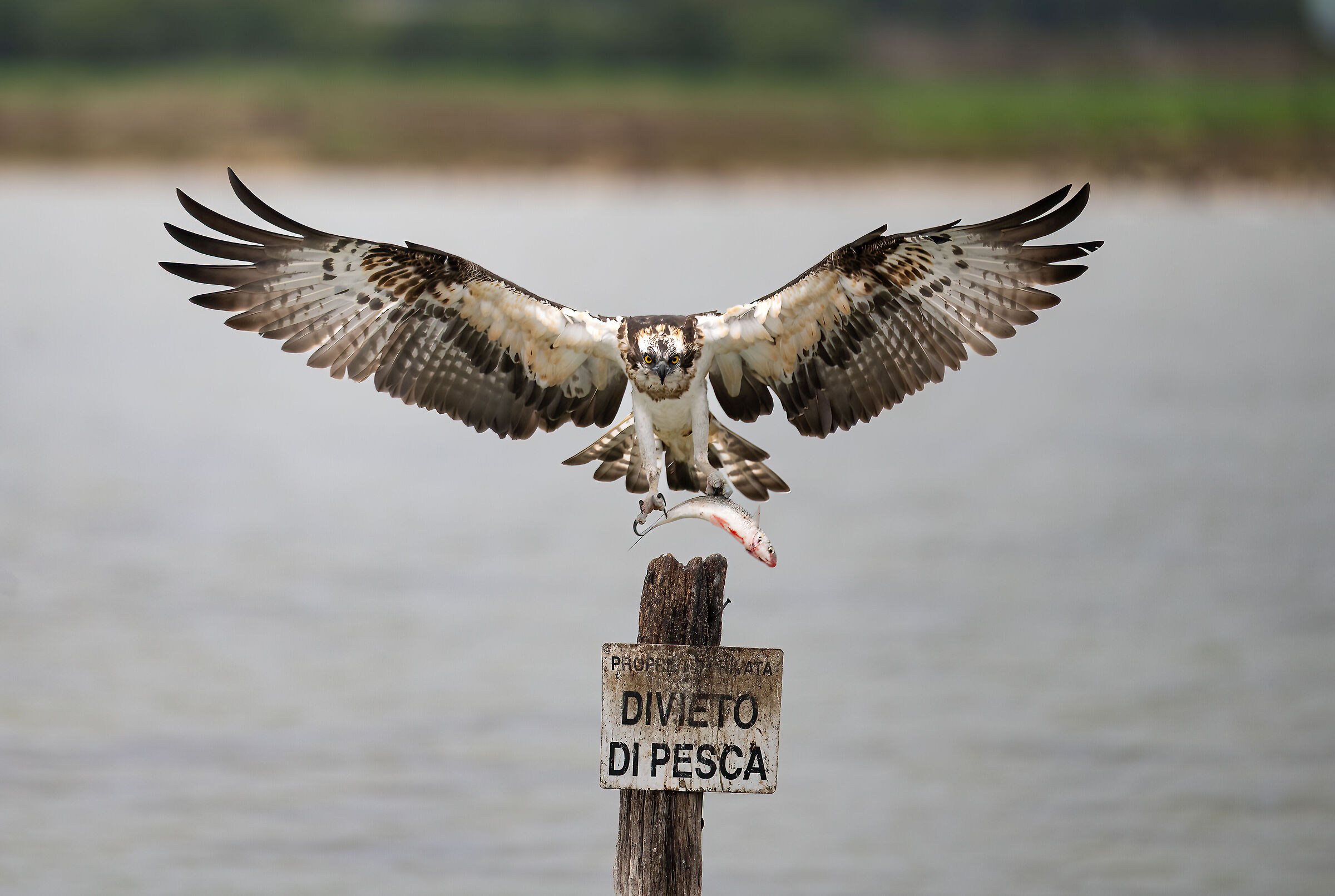 Osprey -Pandion haliaetus - Cabras - Sardinia