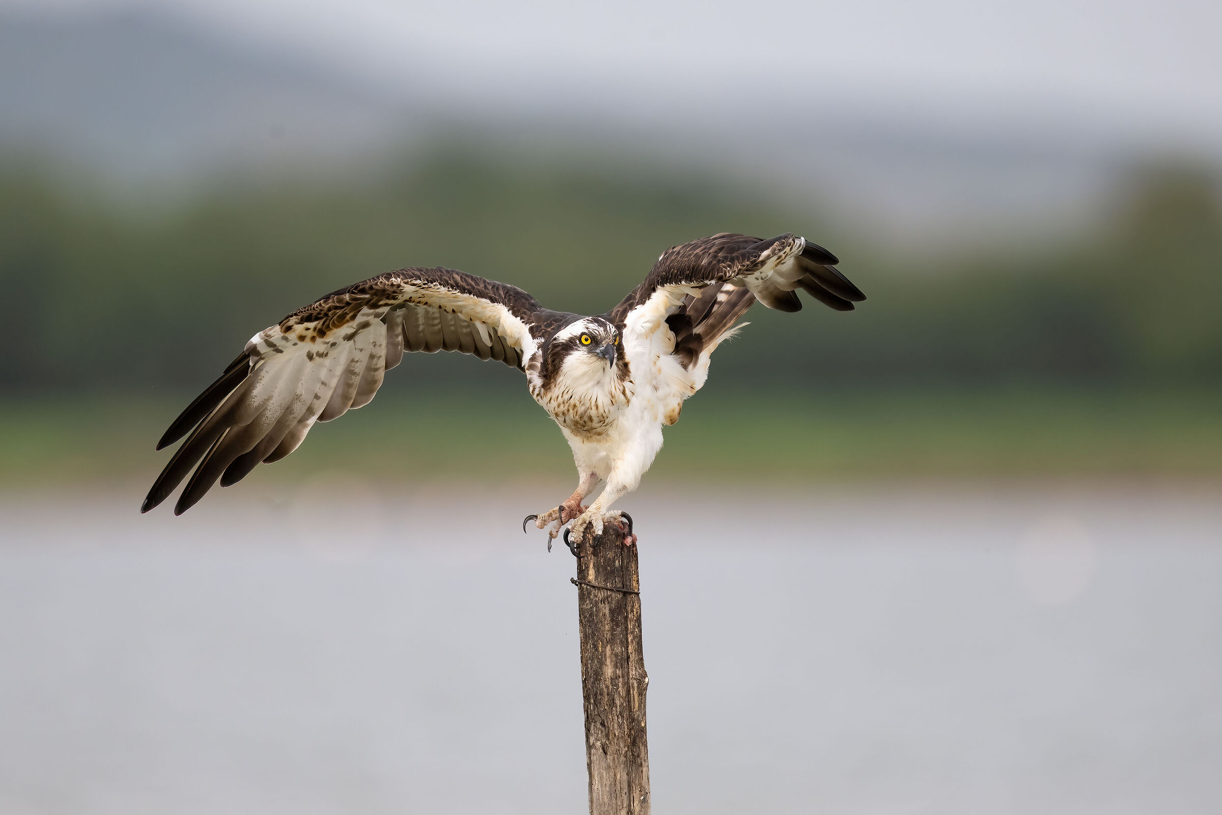 Osprey -Pandion haliaetus - Cabras - Sardinia