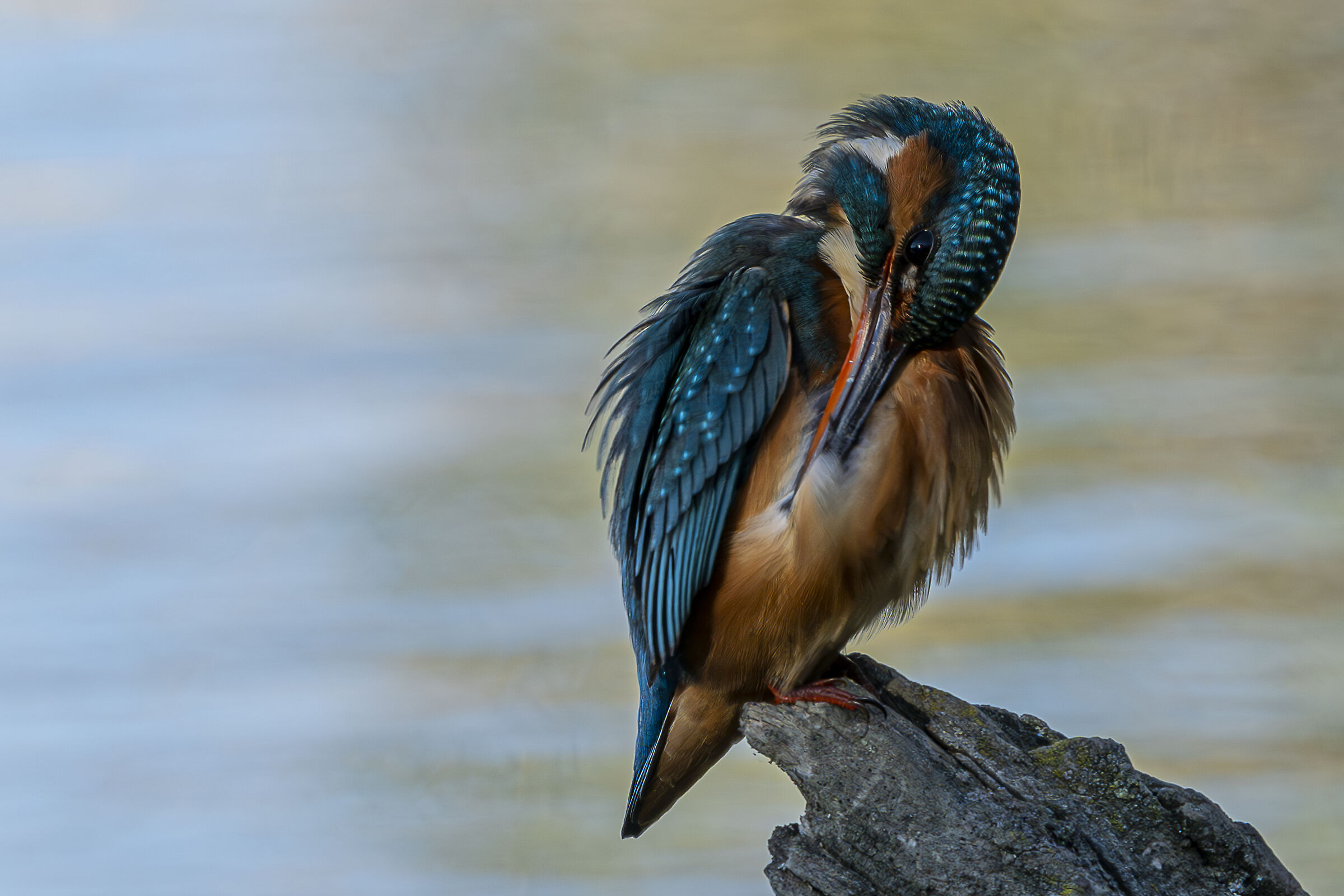 Martin Female Weigher. Plumage maintenance