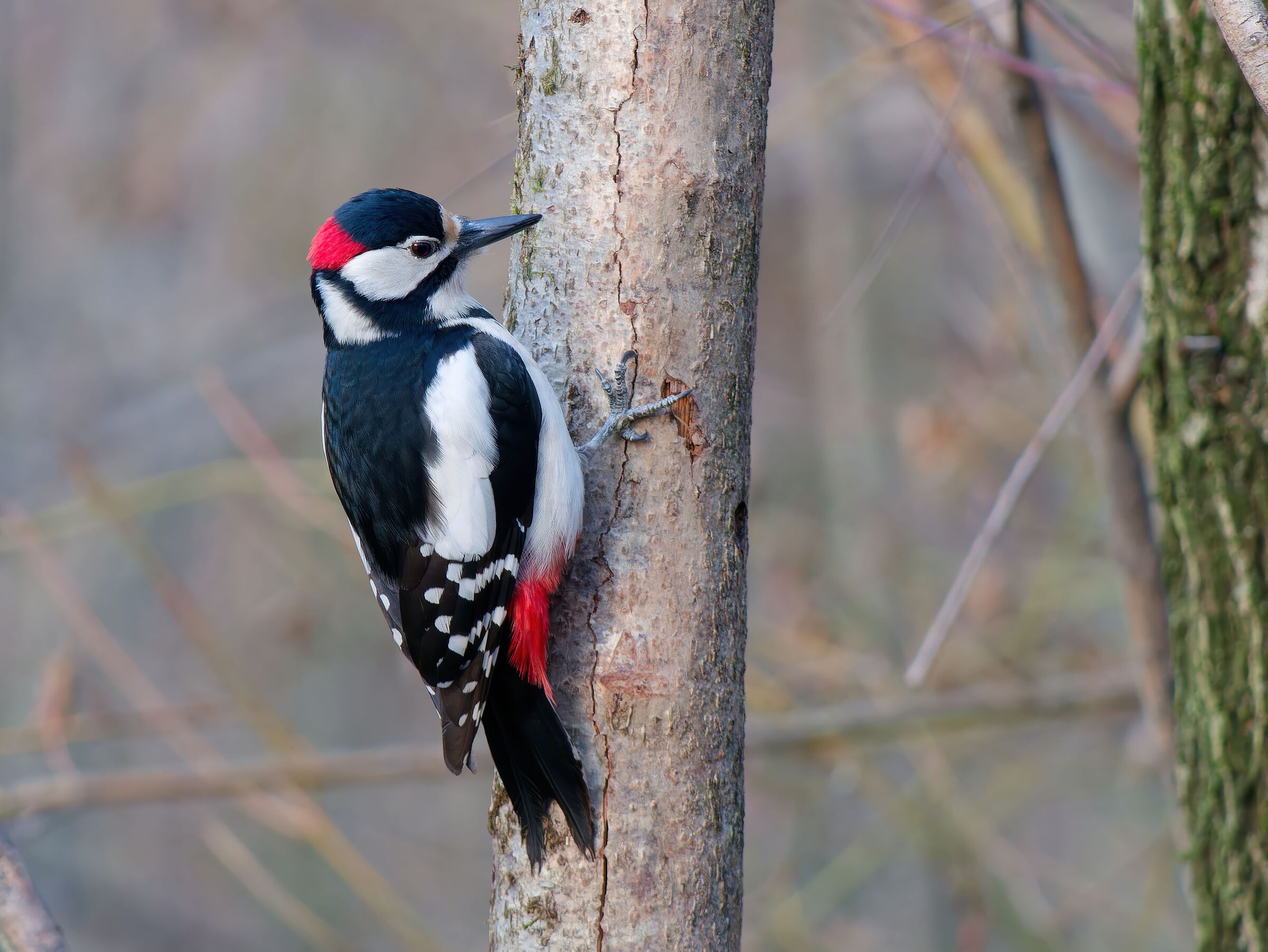 Spotted woodpecker
