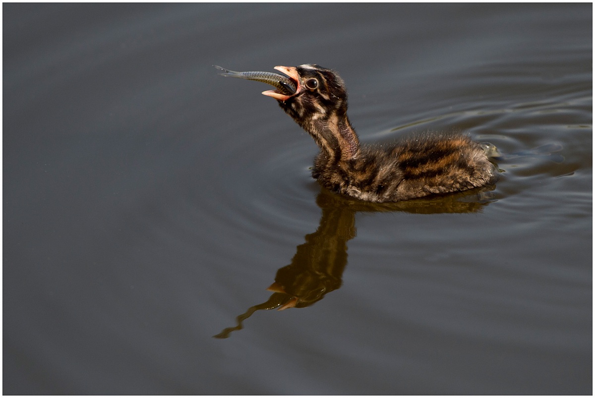 Chick Little Grebe
