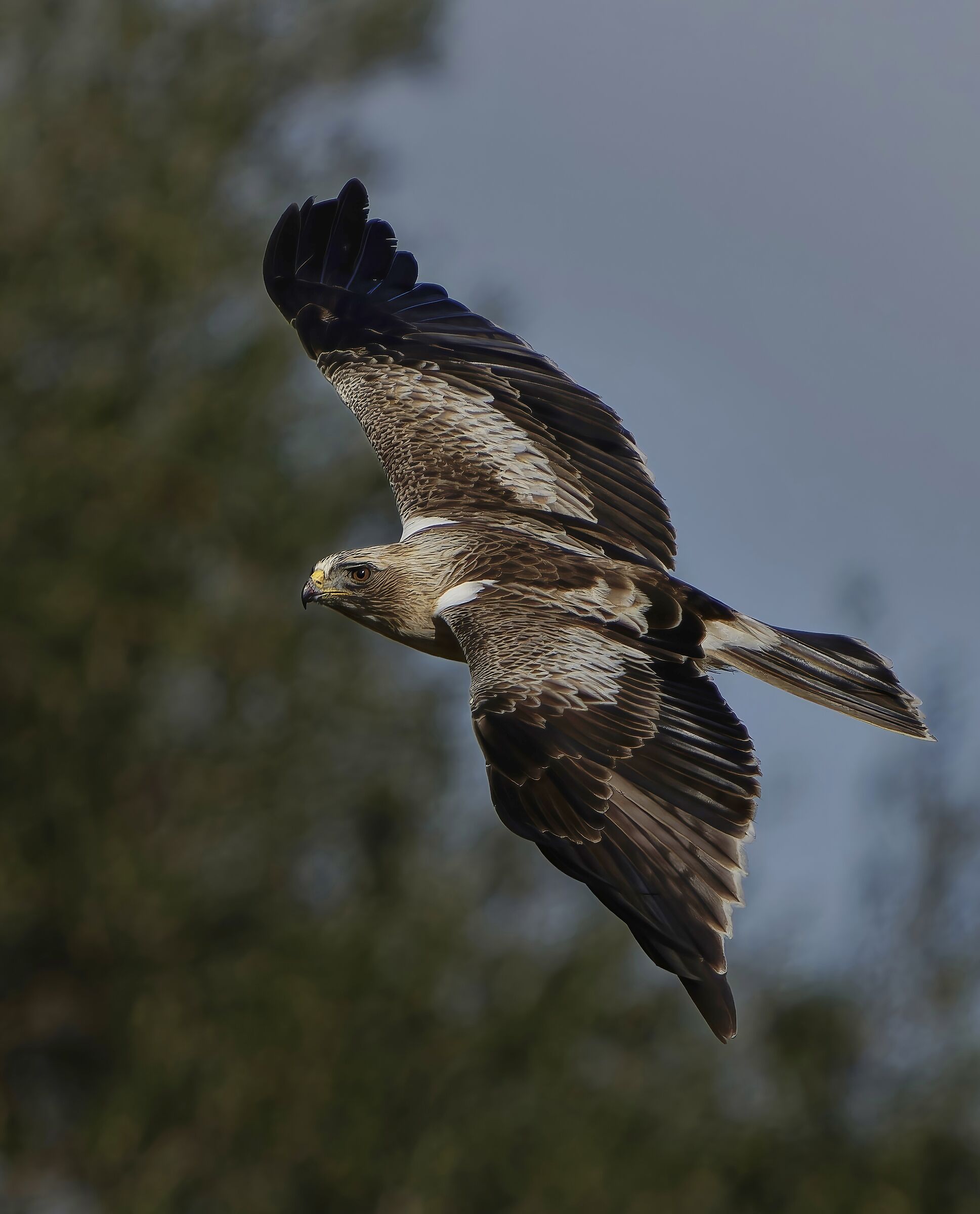 Booted eagle