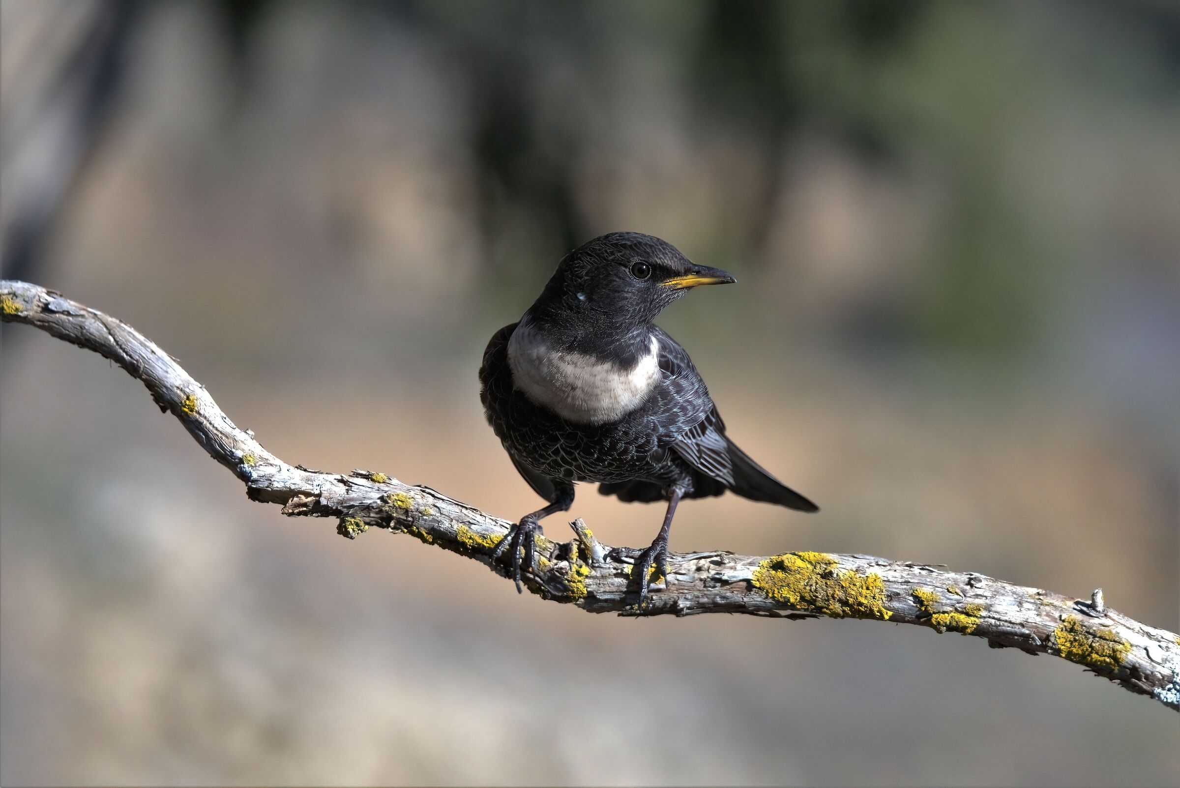 Collared blackbird