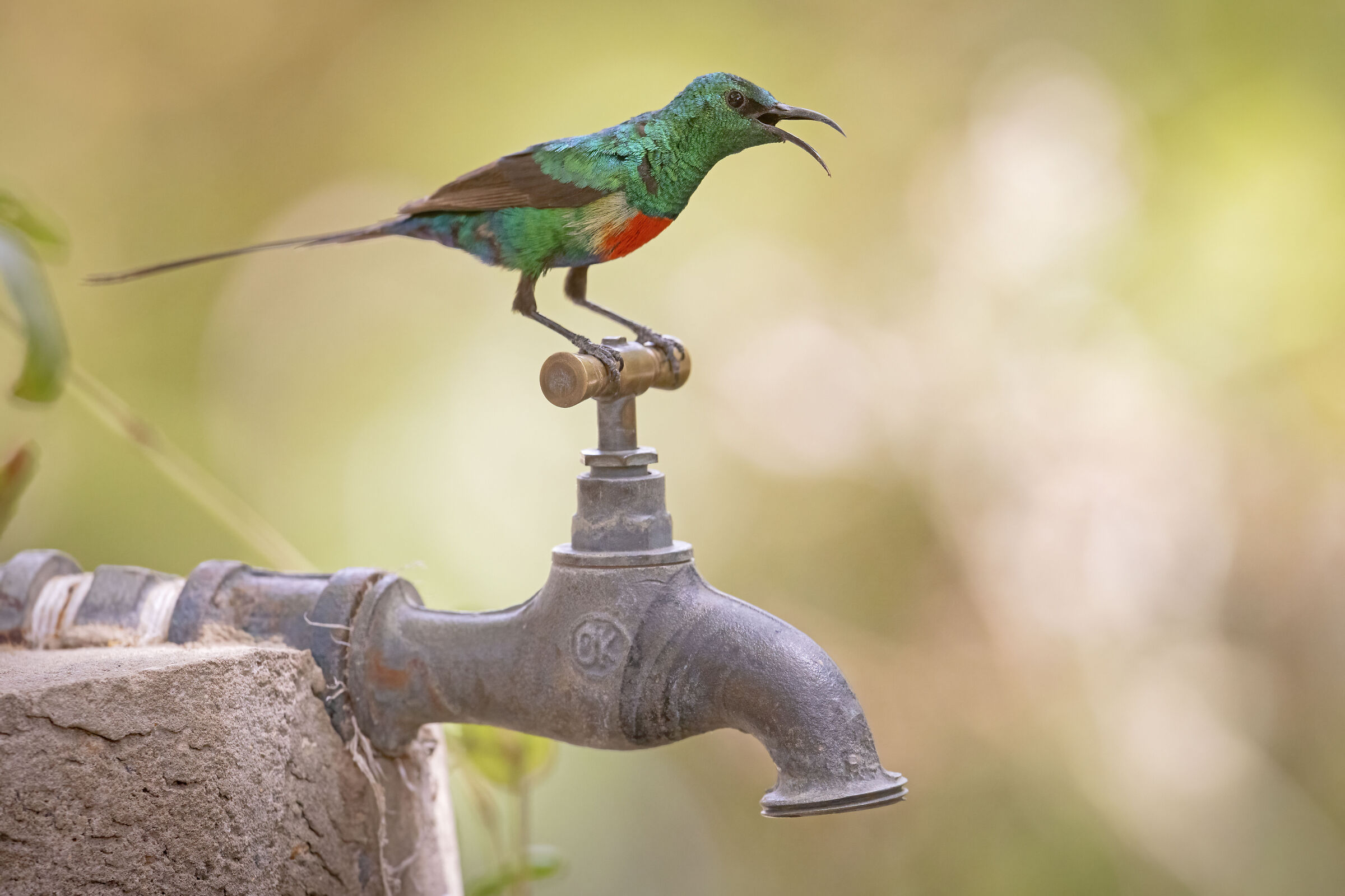 What a thirst