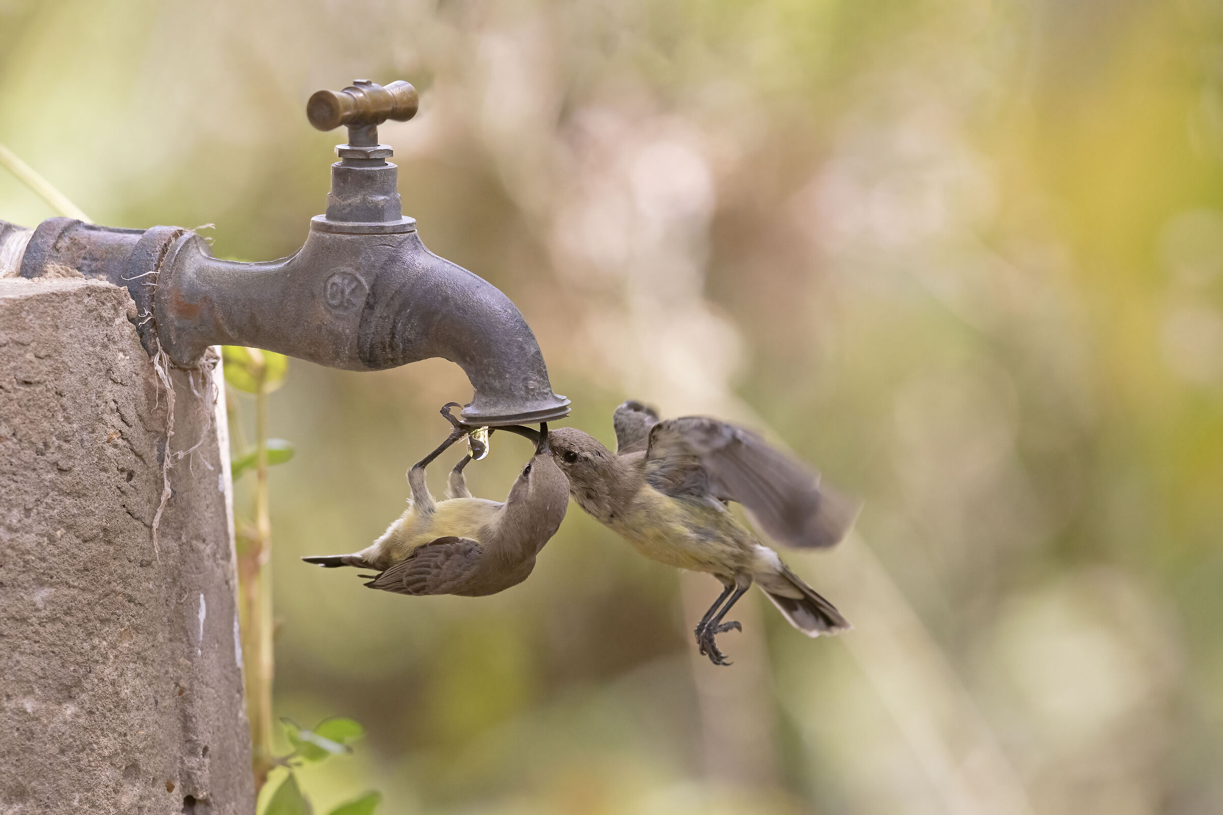 Fight for a drop