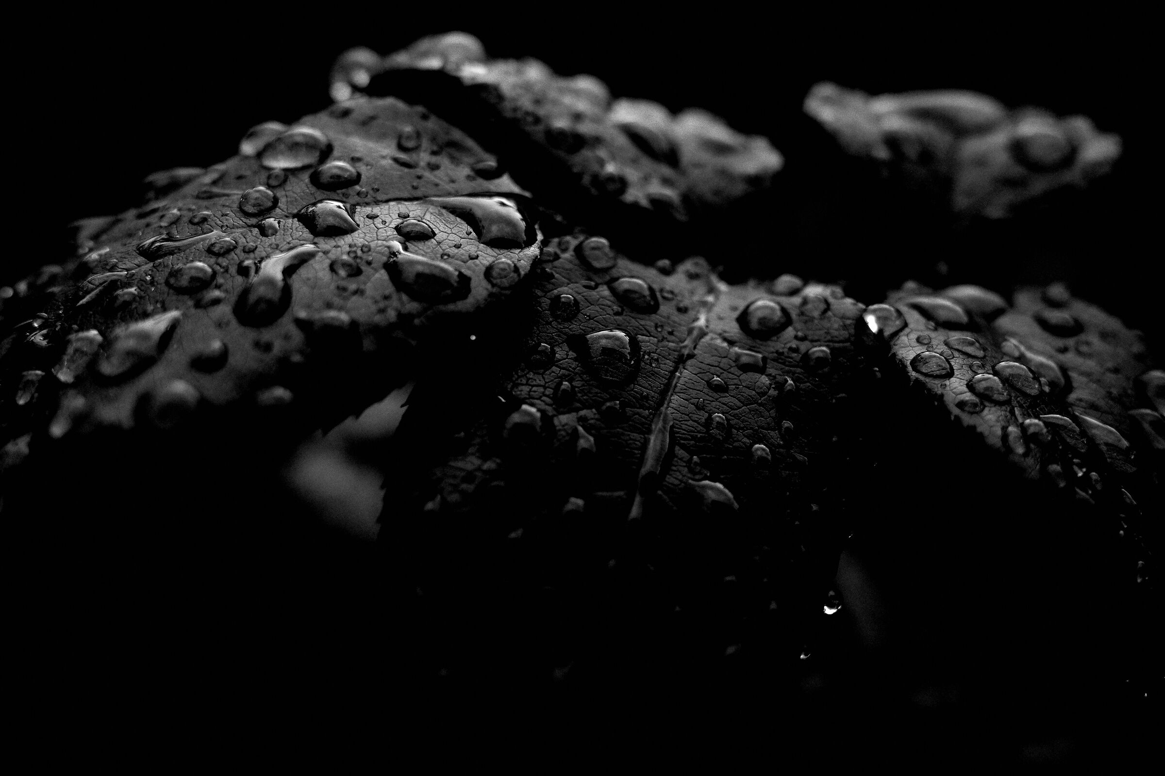 Le foglie e la pioggia