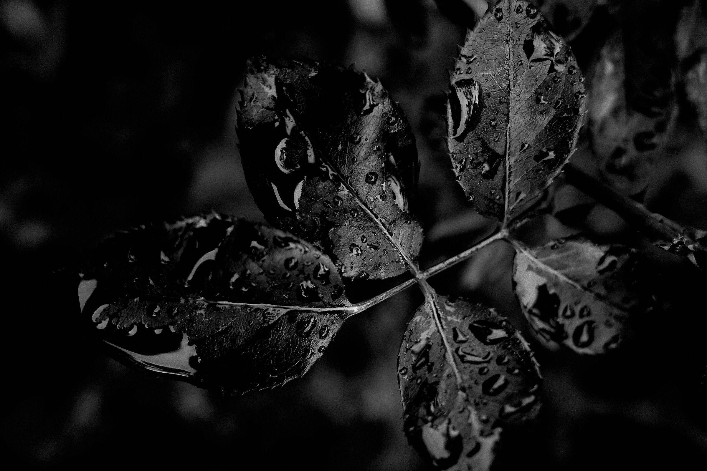 Leaves under the house