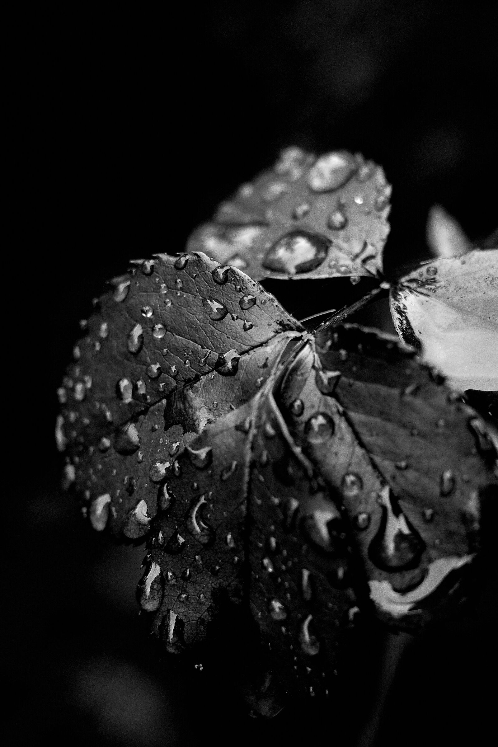 Dettaglio di una foglia