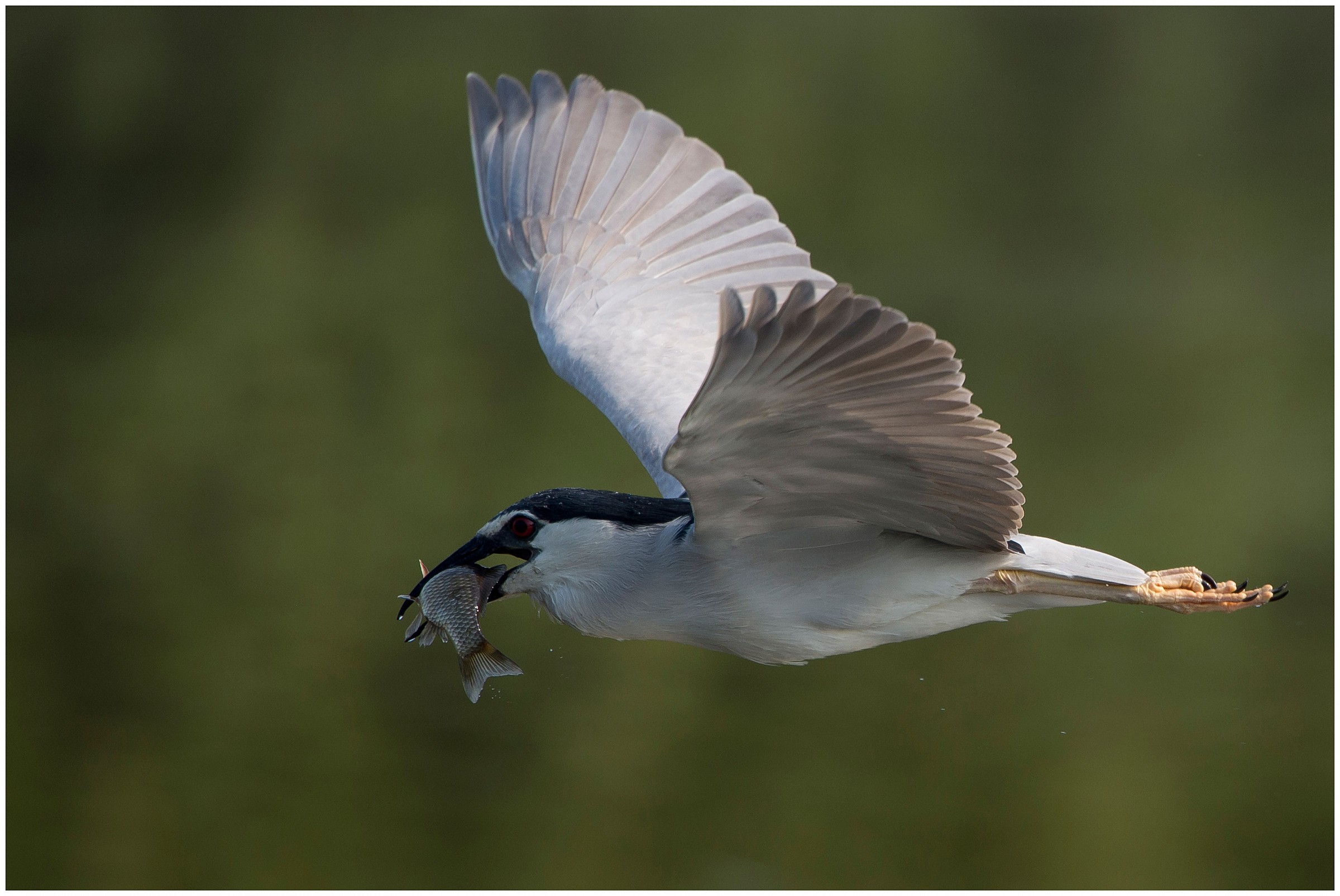 Night Heron