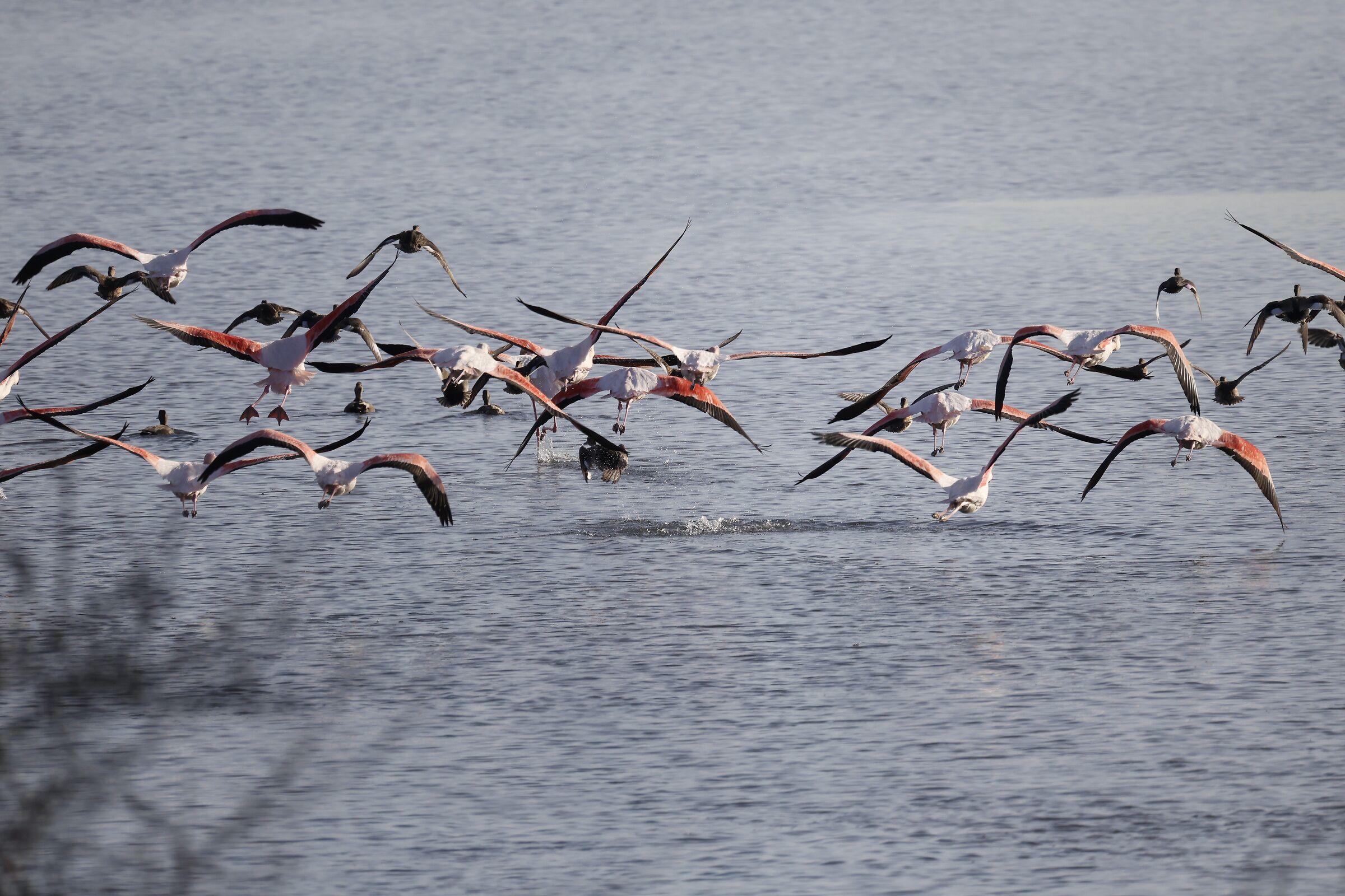 Flamingoes