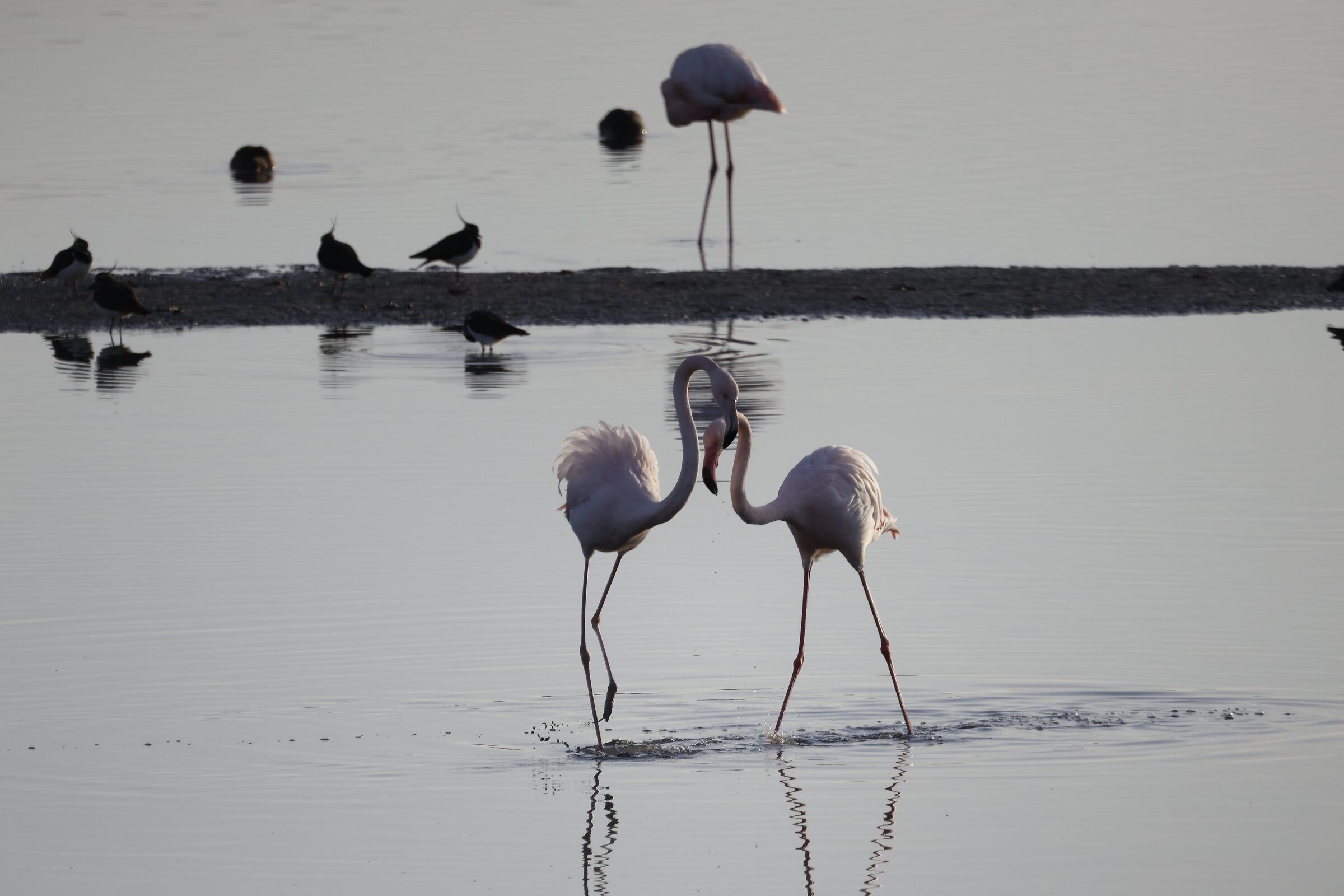 Flamingoes
