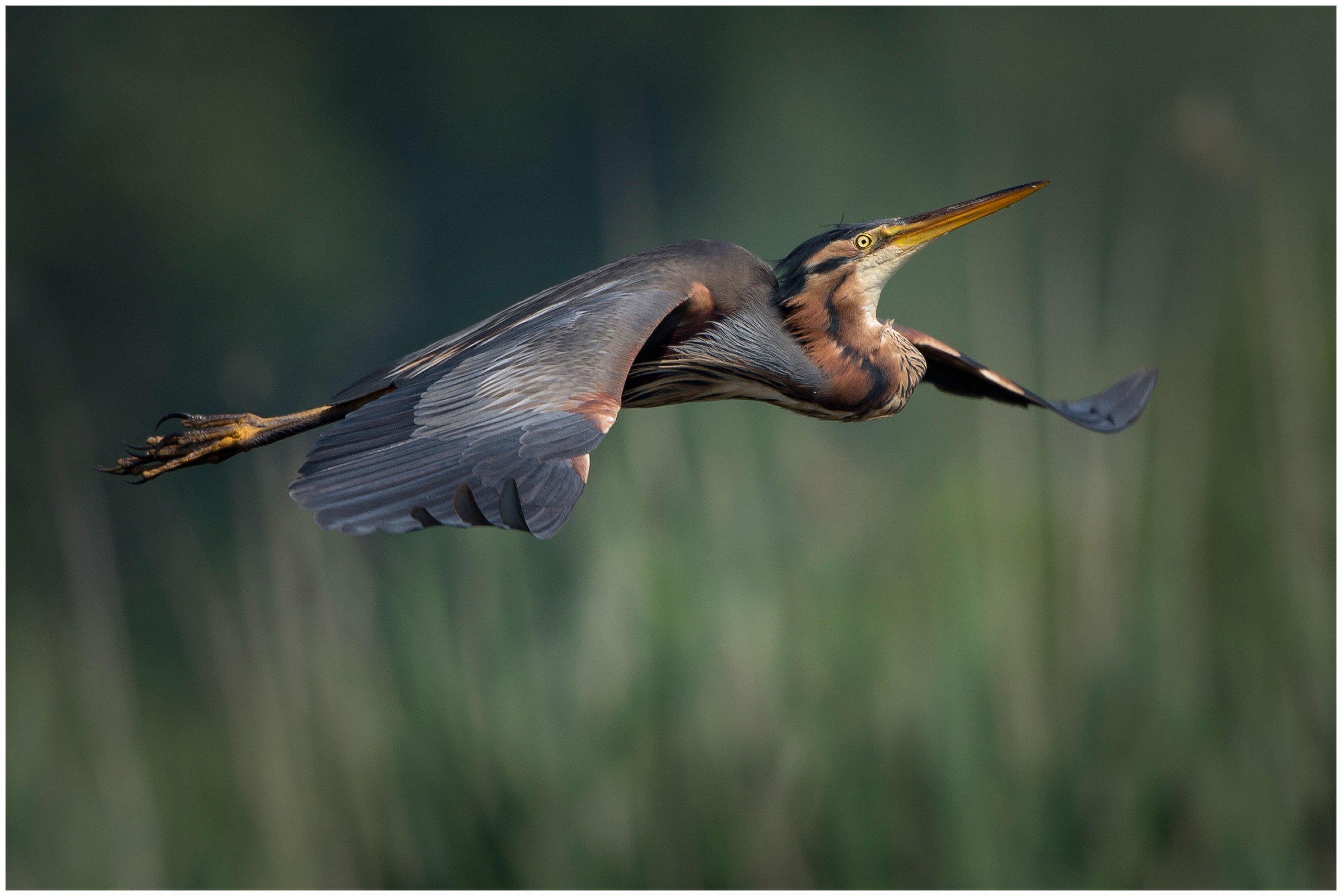 Purple Heron