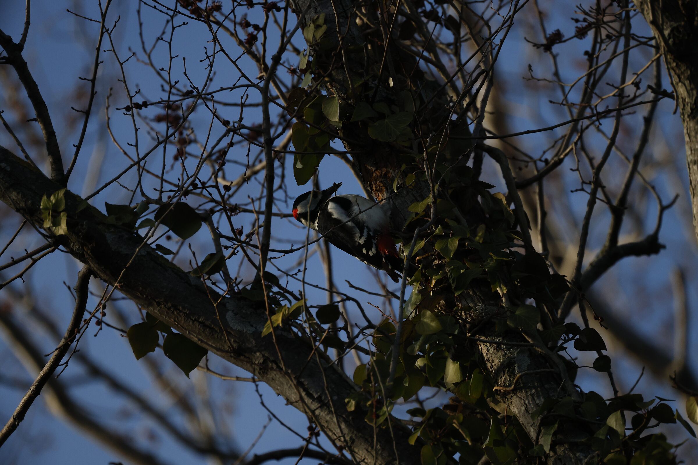 Red woodpecker?