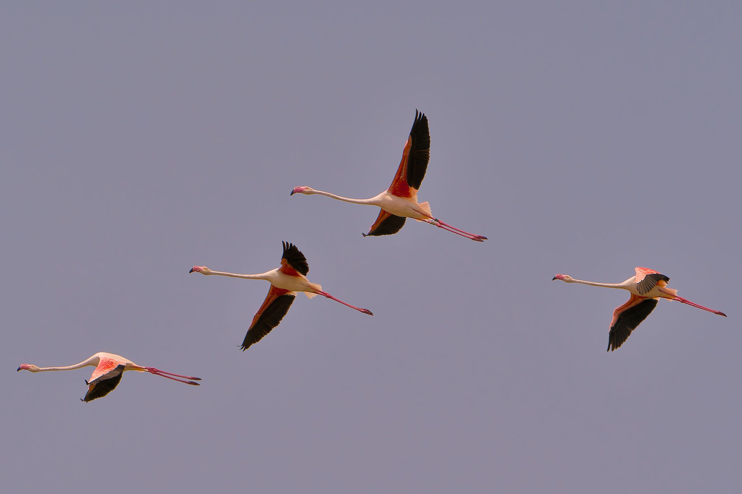 Flamboyance, sequenza