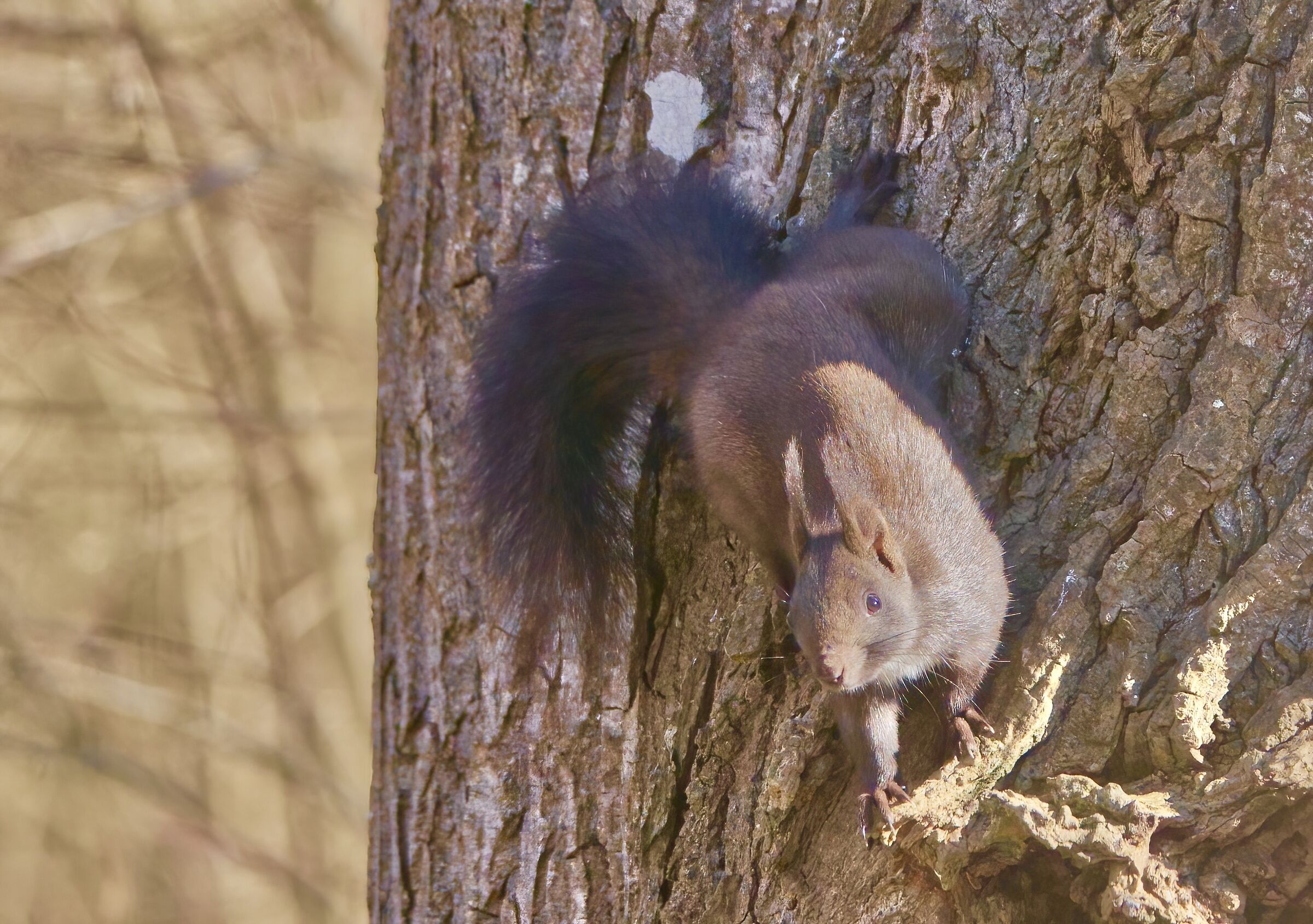 Il folletto del bosco