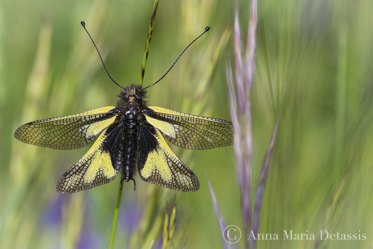 Libelloides coccajus