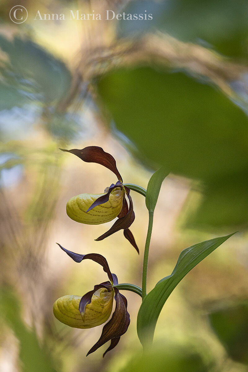 Scarpetta di Venere Cypripedium calceolus