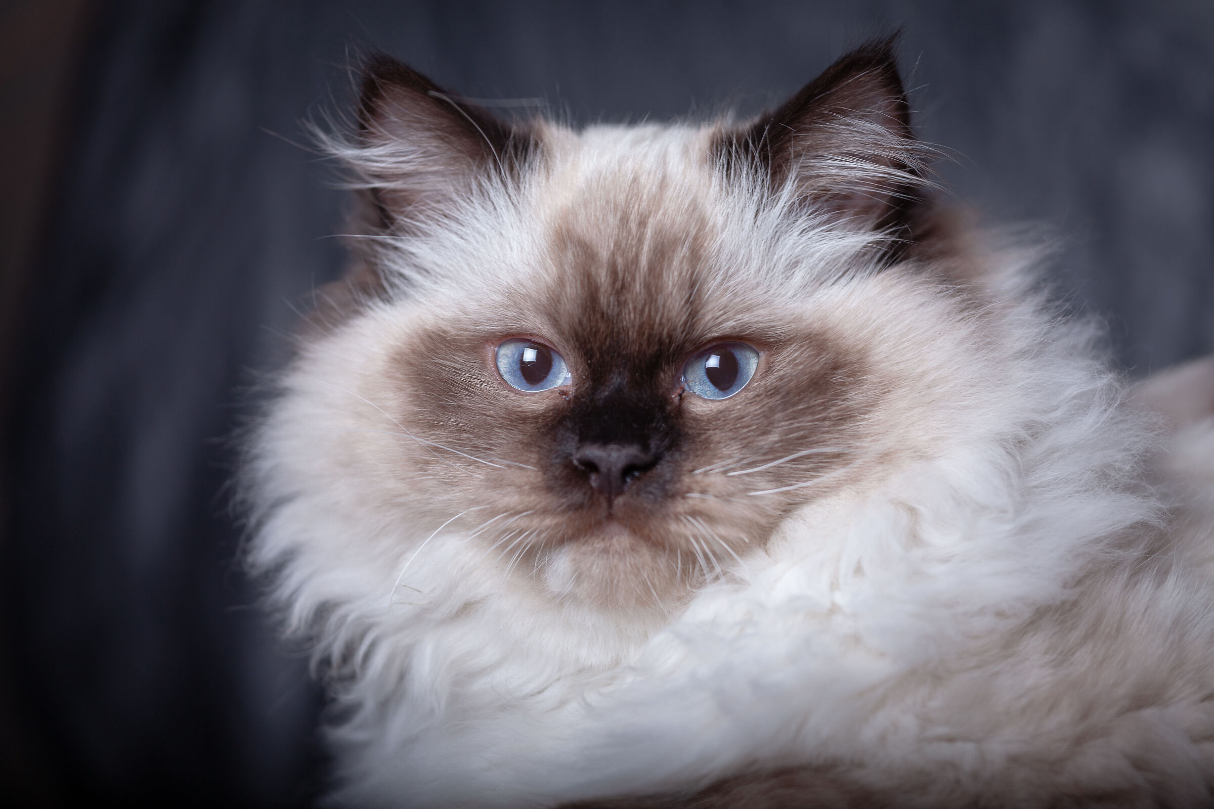 Arturo
