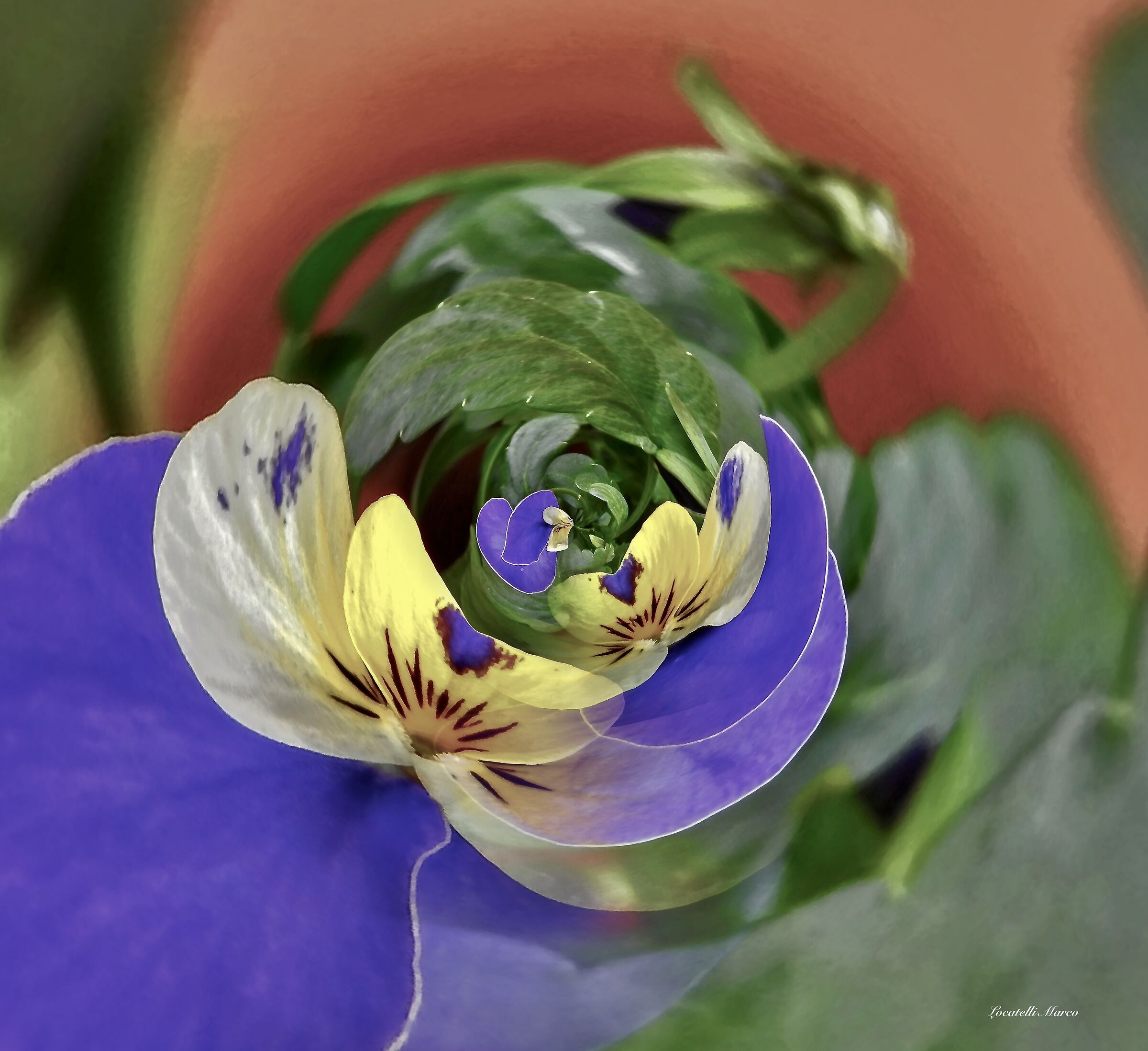 Violets