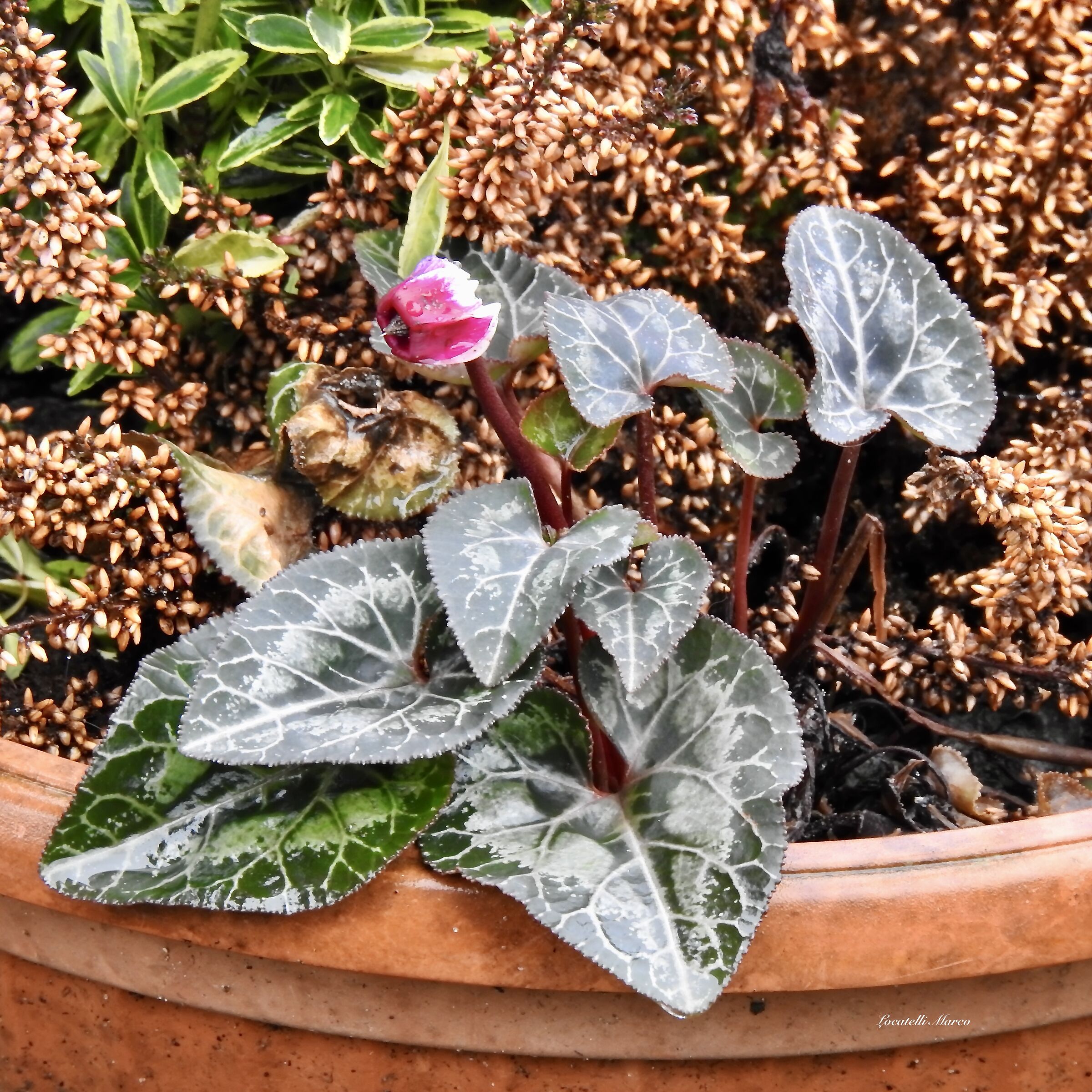 Cyclamen