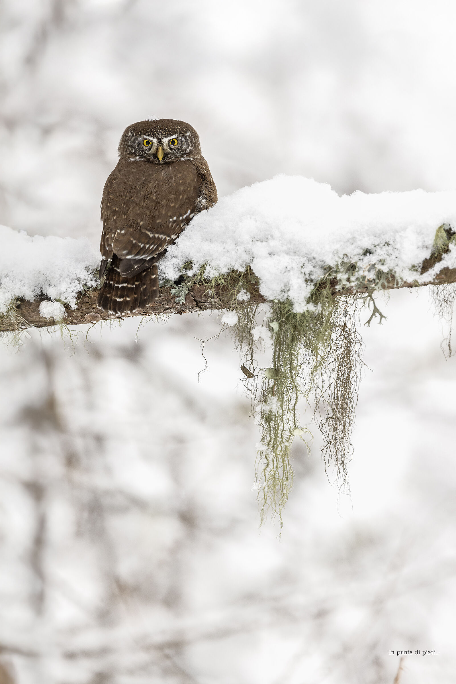 ho cercato in ogni passo ciò che più desiderav...