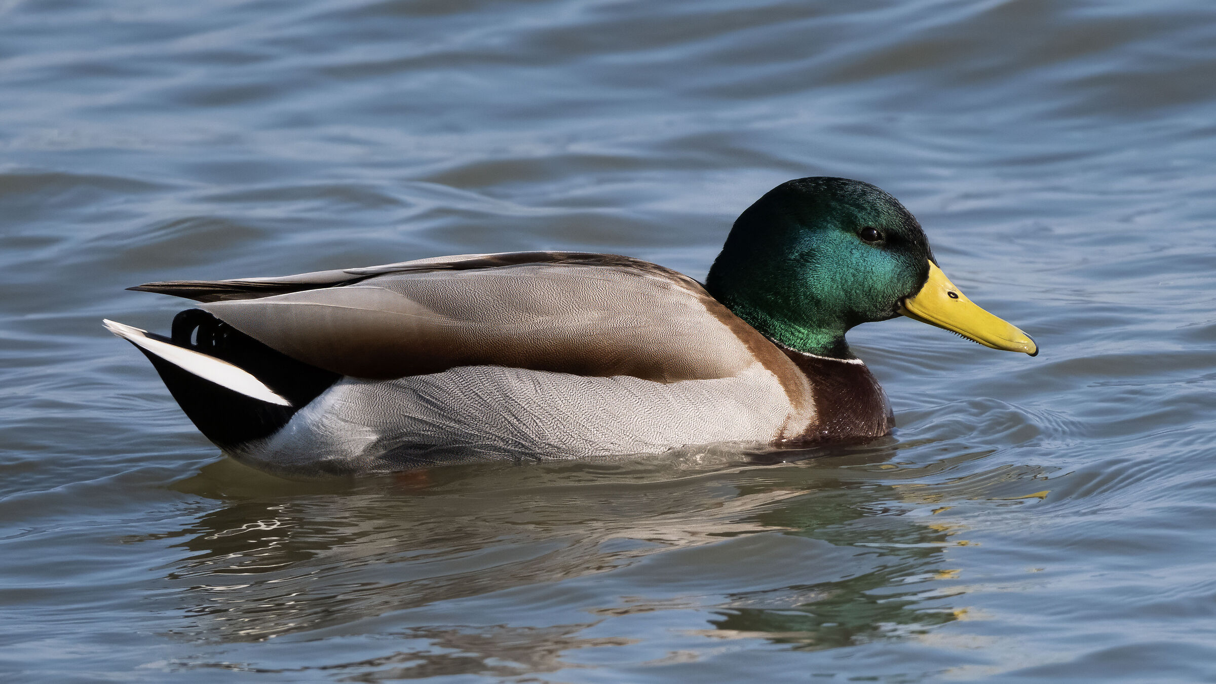 Anas platyrhynchos