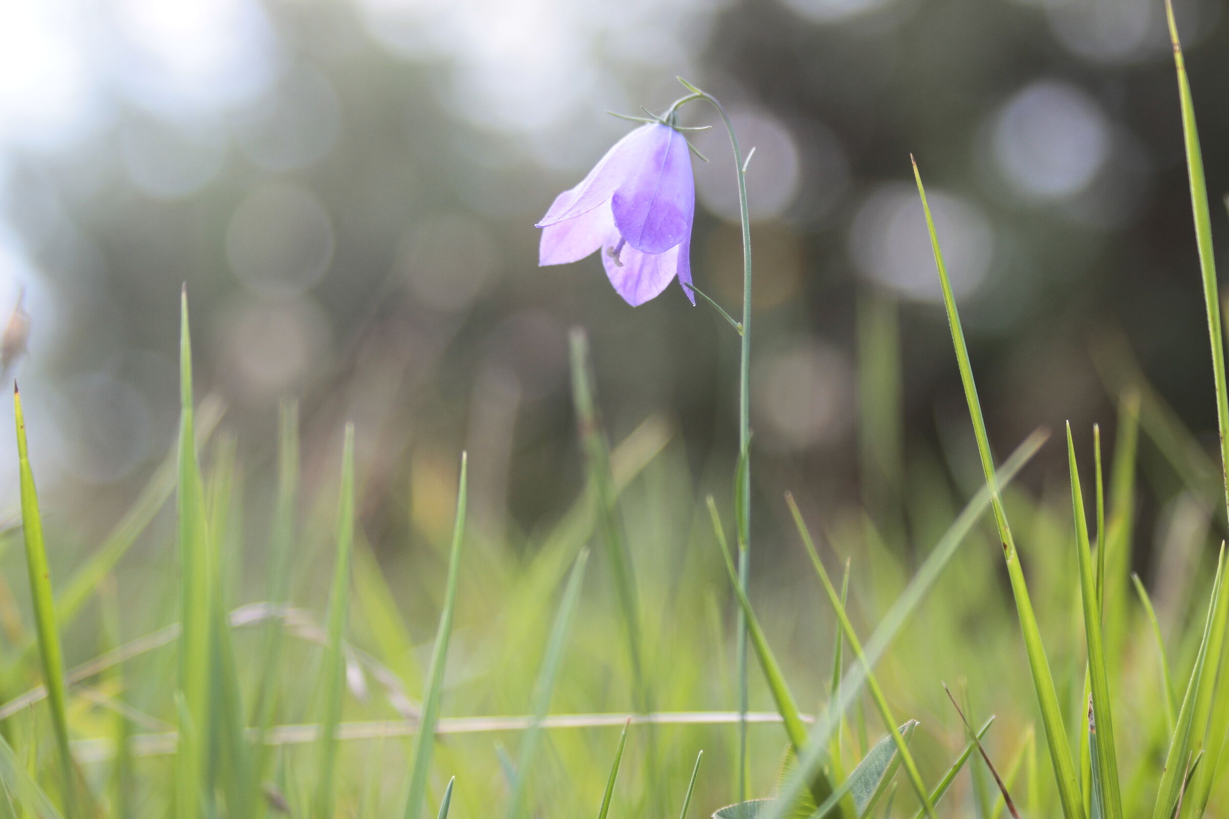 campanula