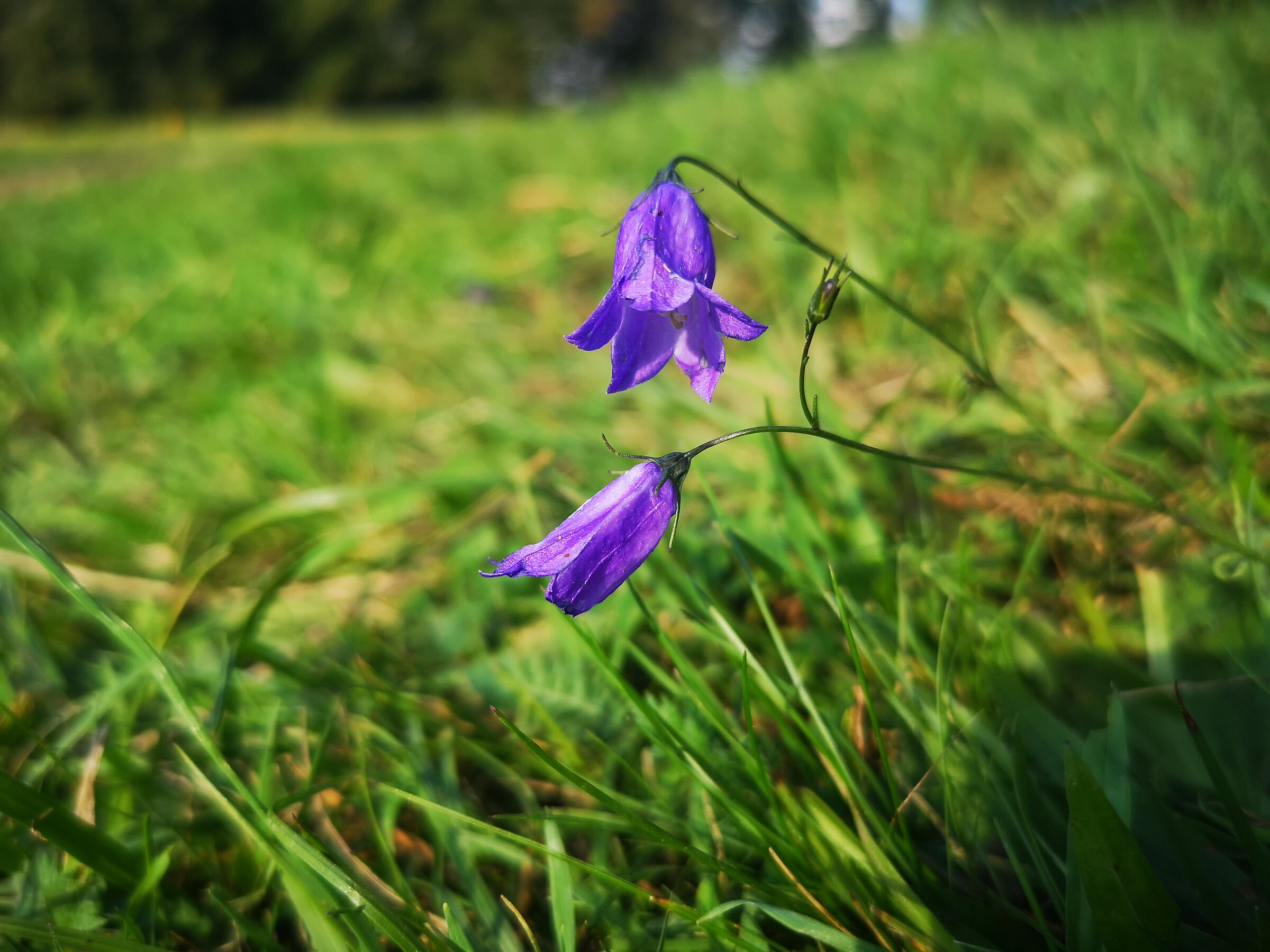 campanula