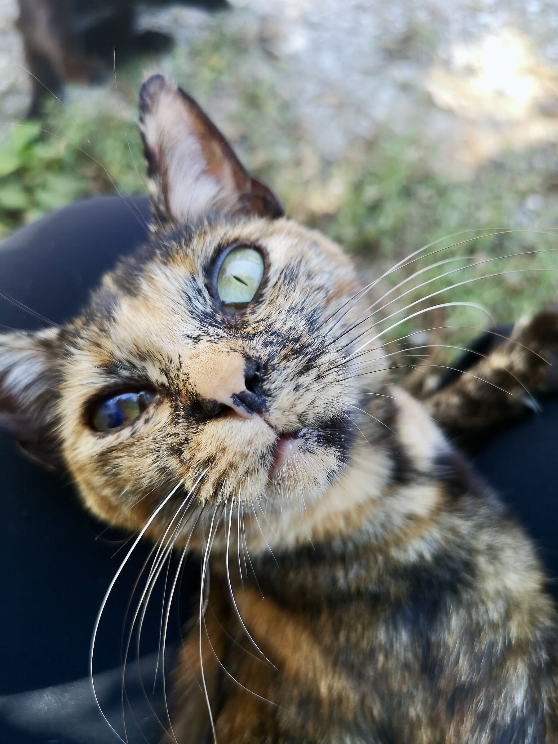 dolcissima "Belmusetto"