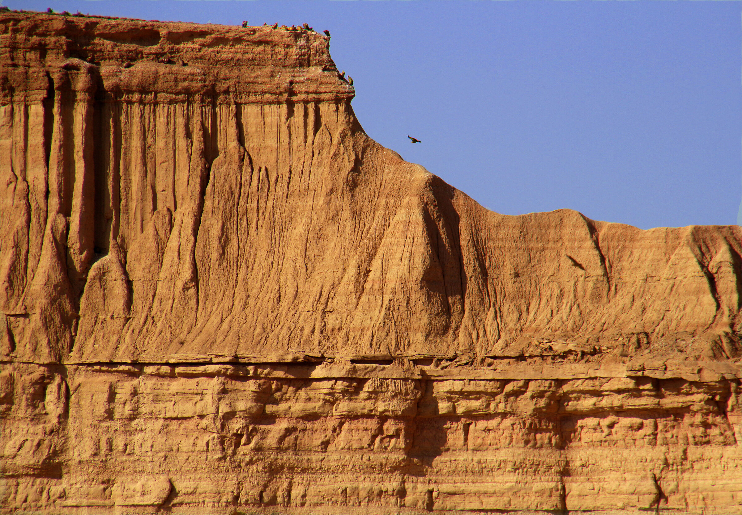 Deserto Bardenas de Reales - Avvoltoi