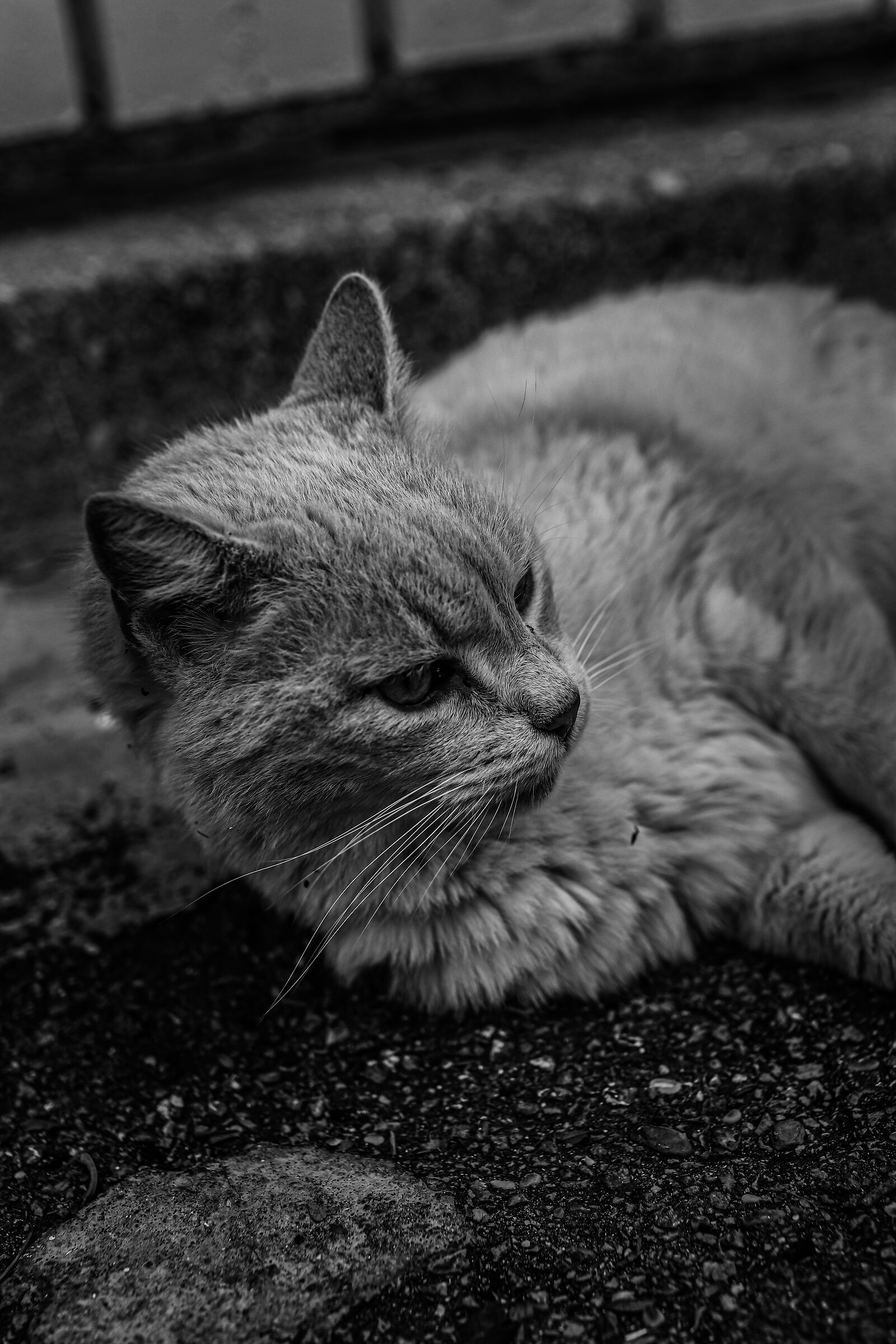 The neighborhood friend