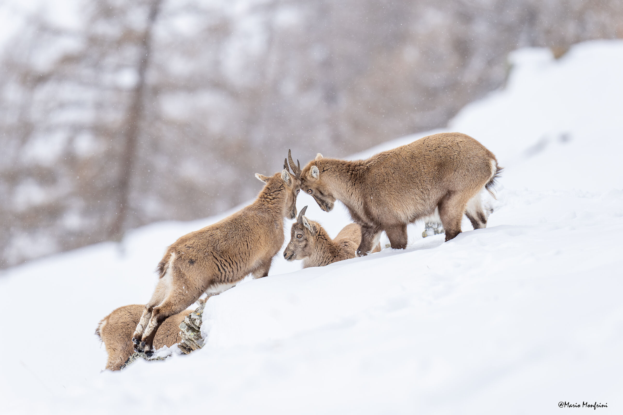 Tra i due litiganti il terzo gode