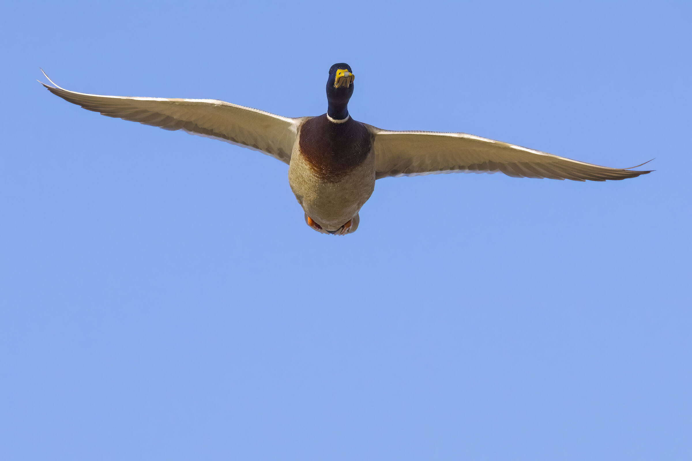 Mallard in flight