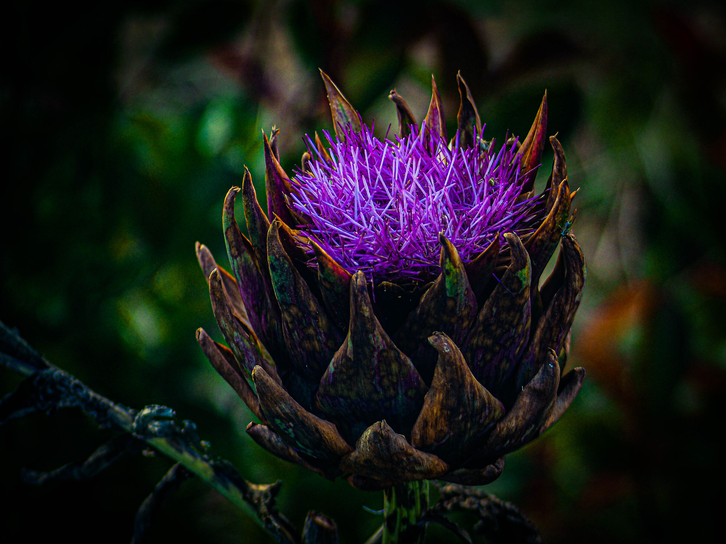 The Flowering Artichoke