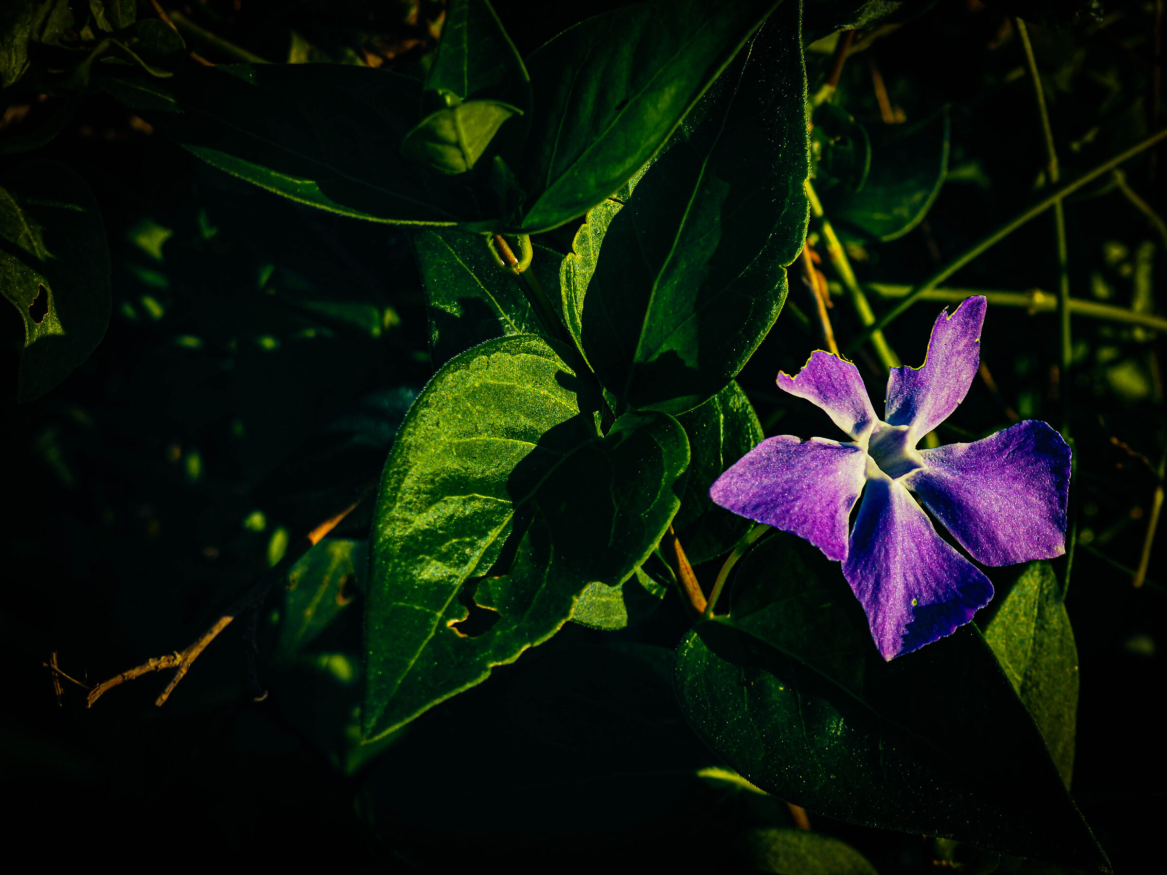 Fiore di Tessuto