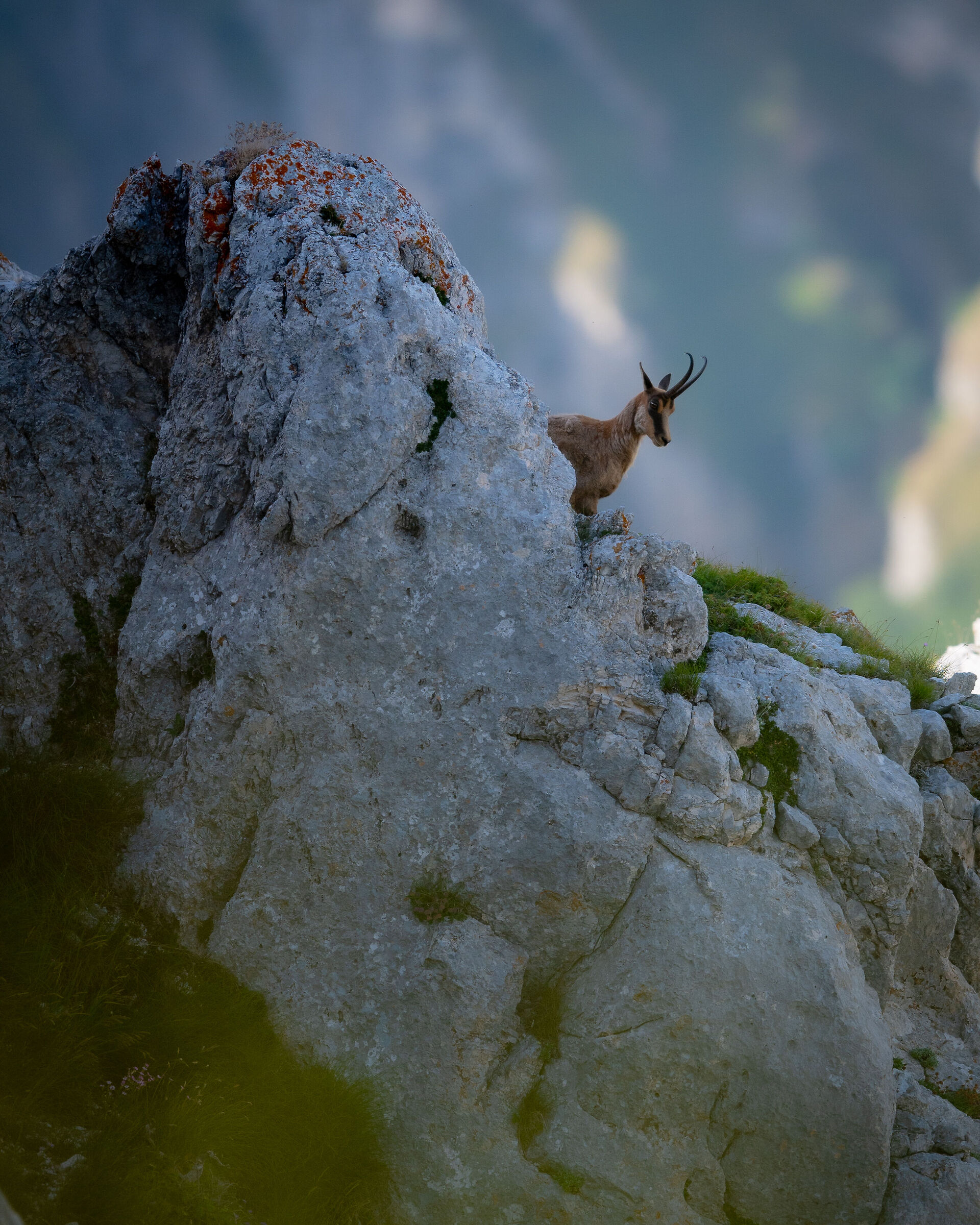 Apennine chamois