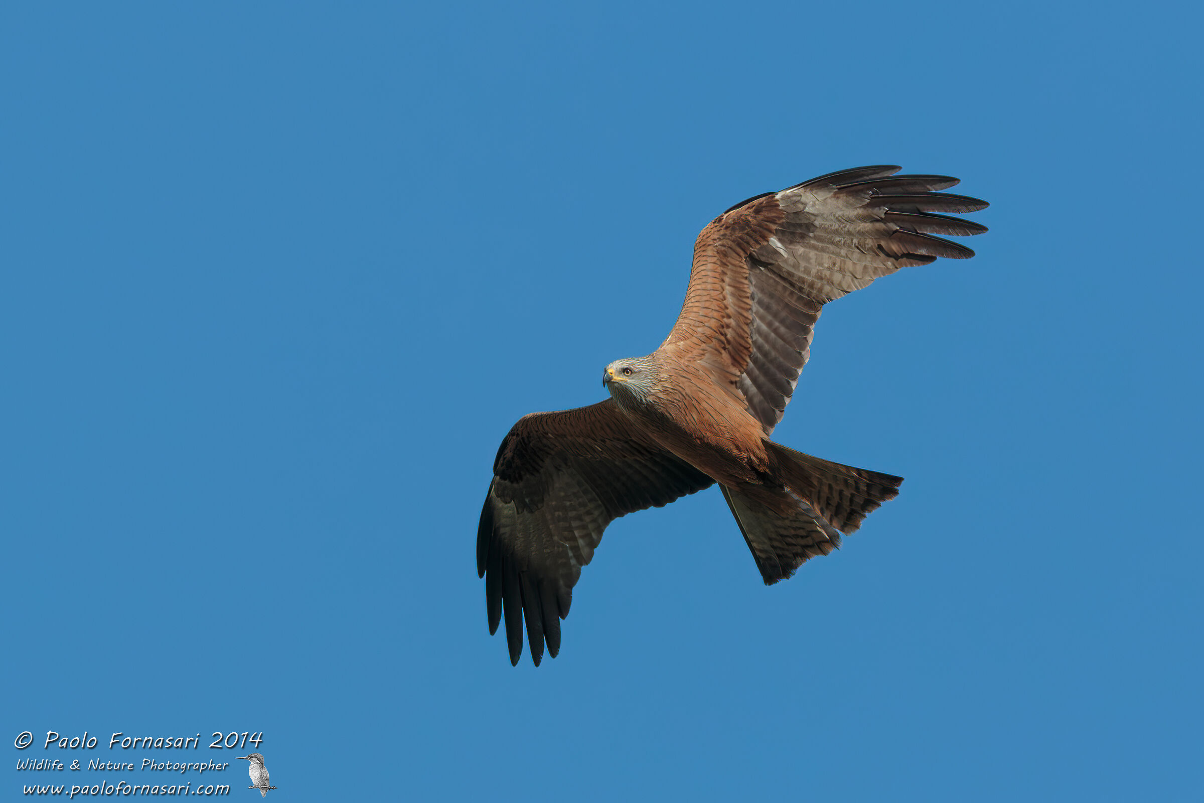 Black Kite (Milvus migrans)