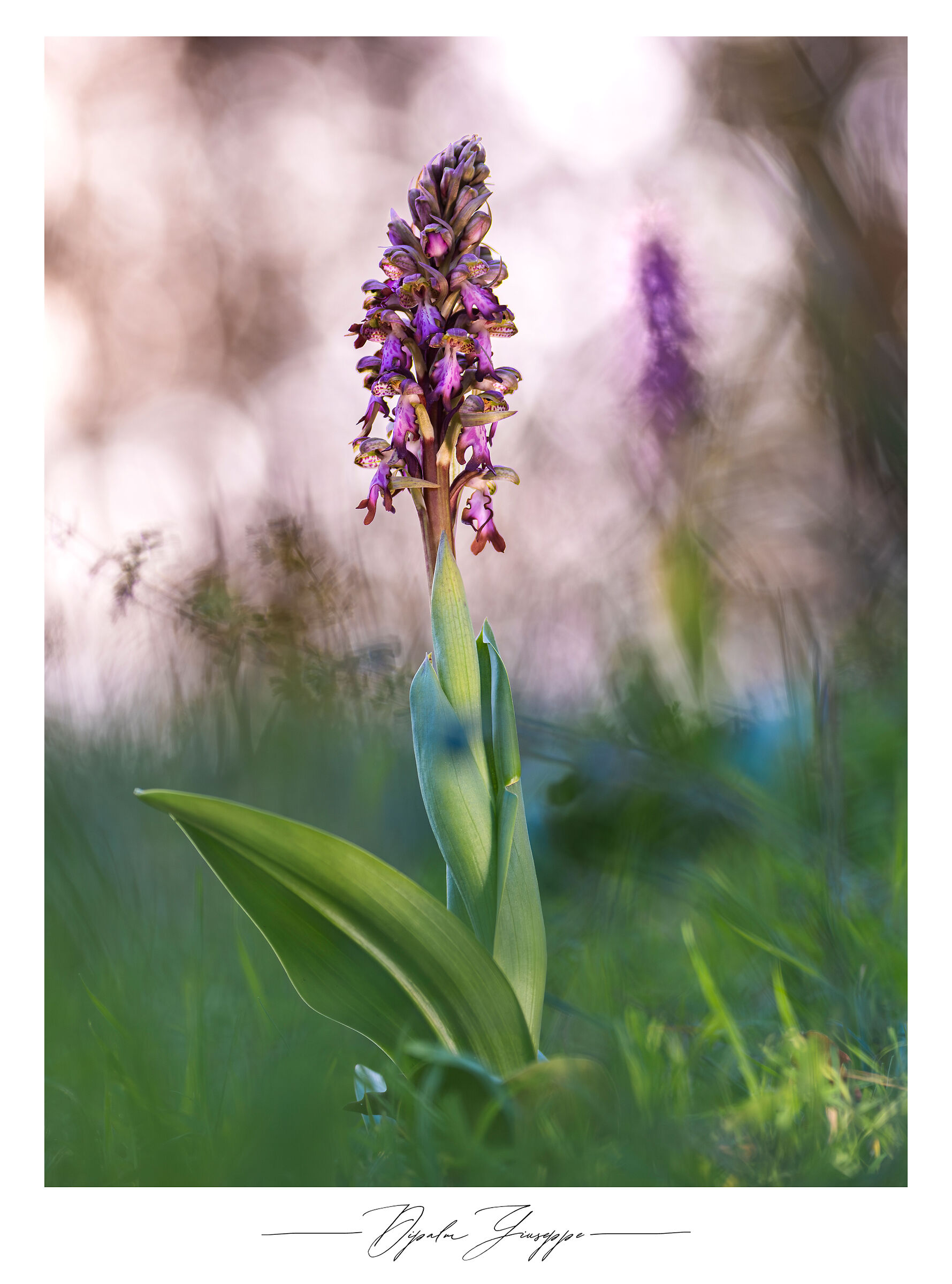 Himantoglossum robertianum 6