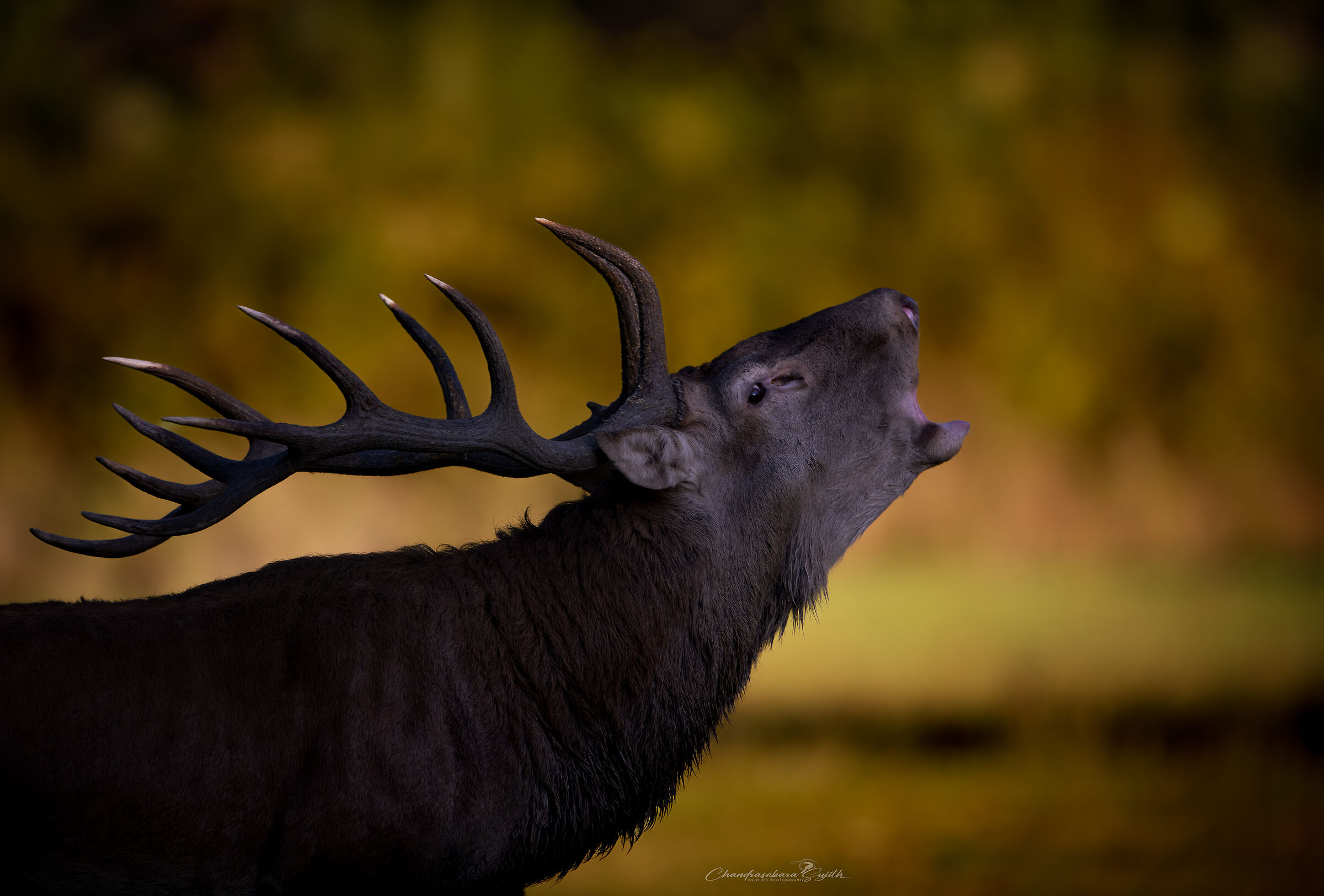 Cervo summer 2024 against light