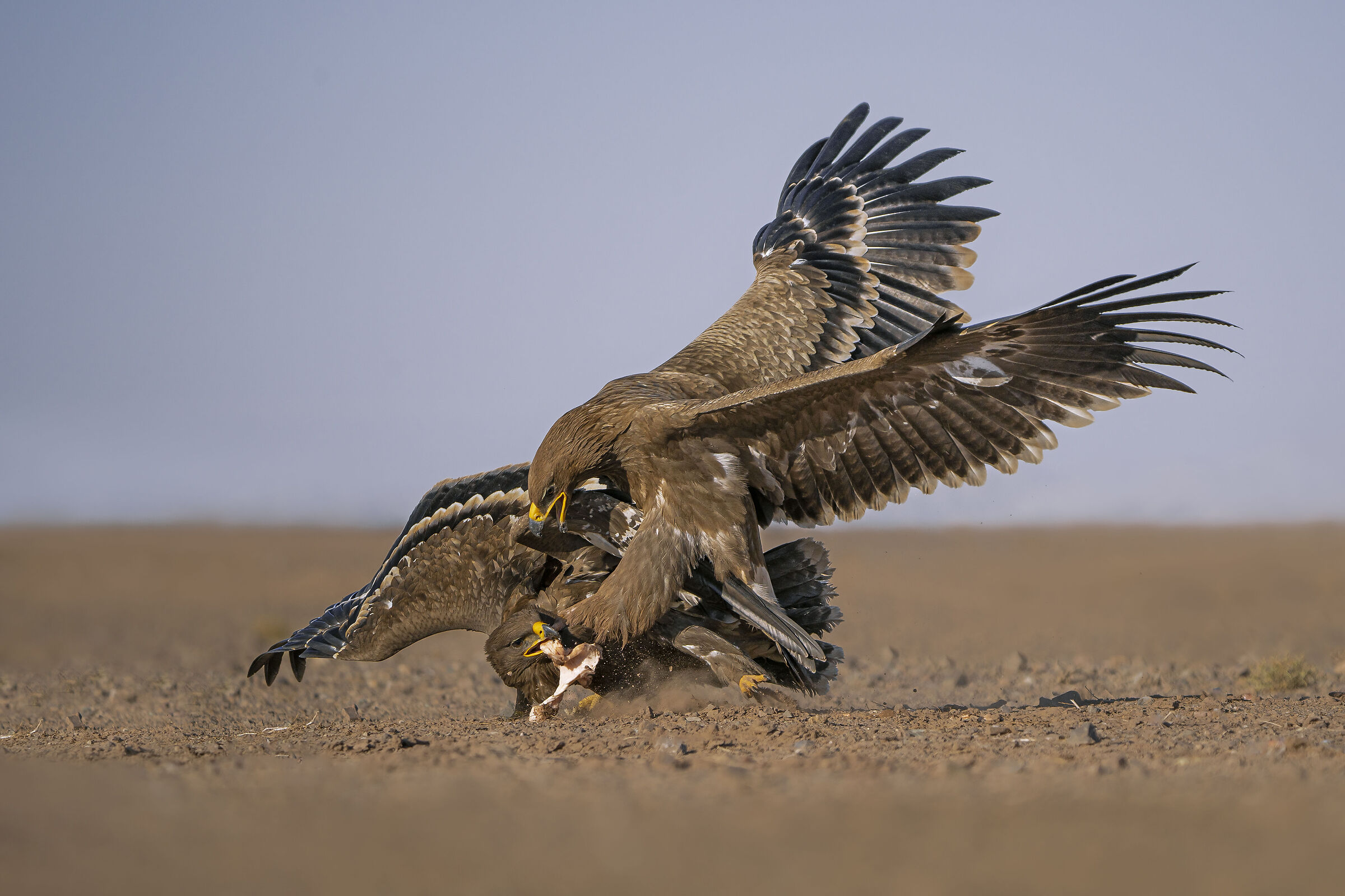 War of steppe eagles