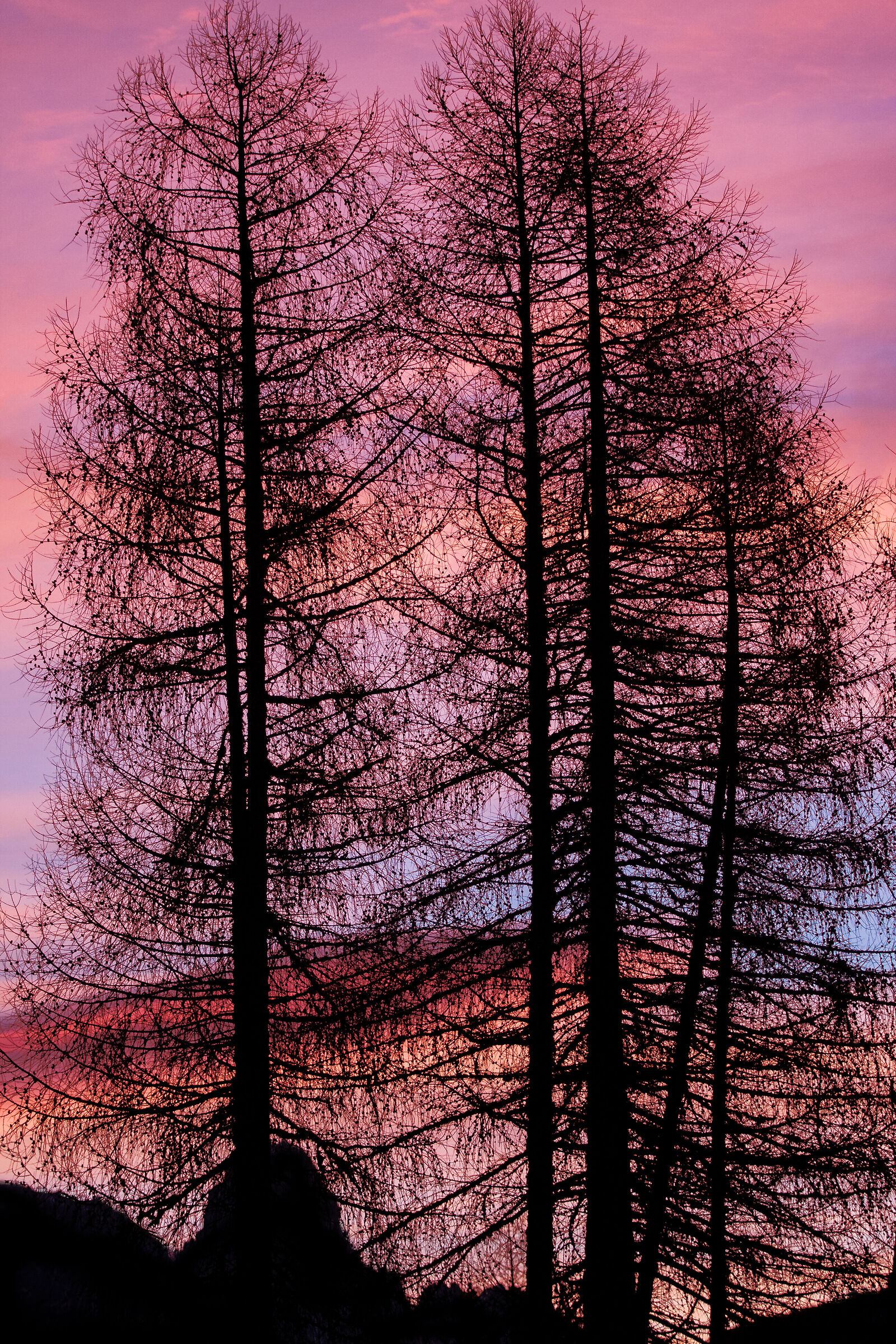 Larici al tramonto