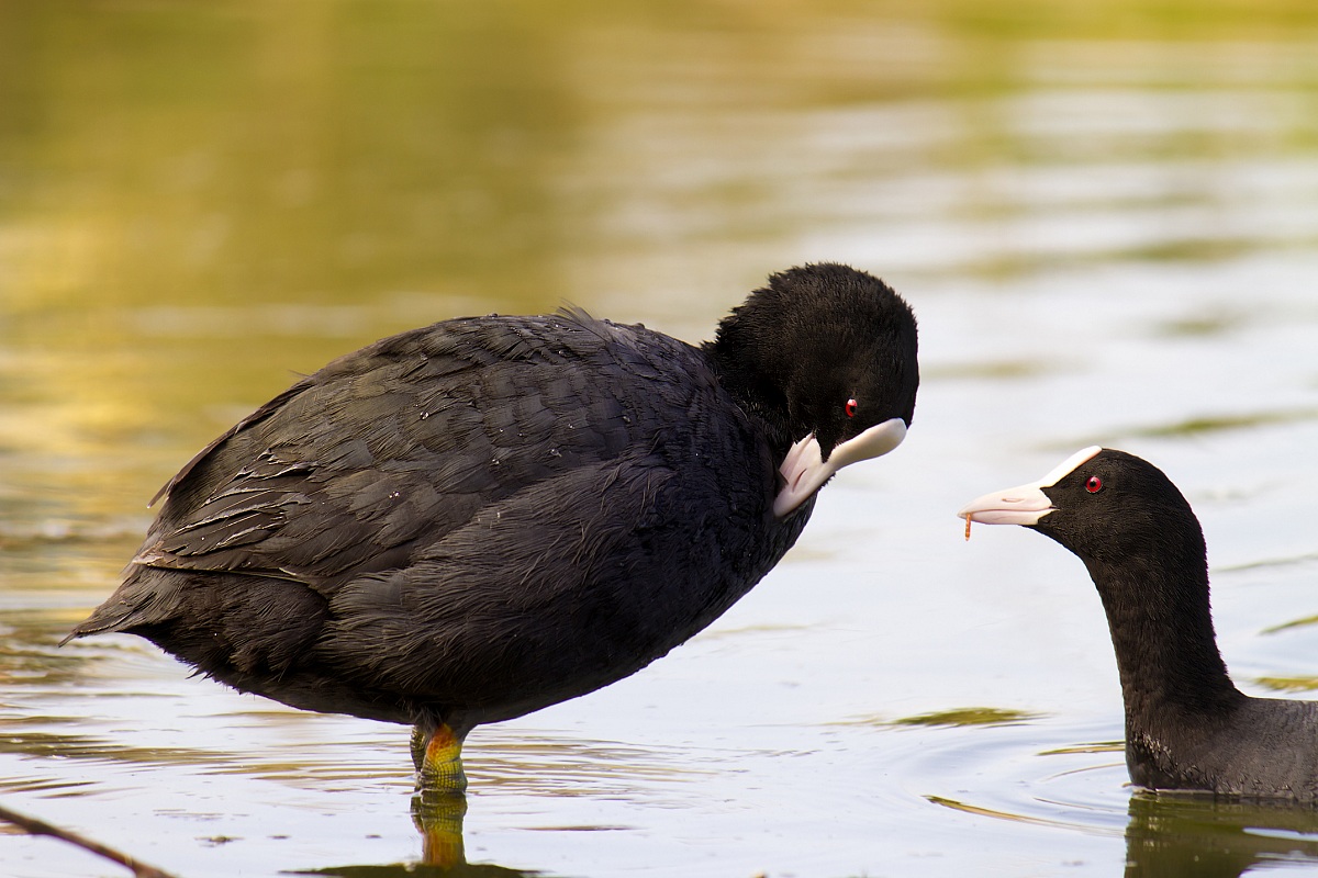 He wants to encourage?!?! :)