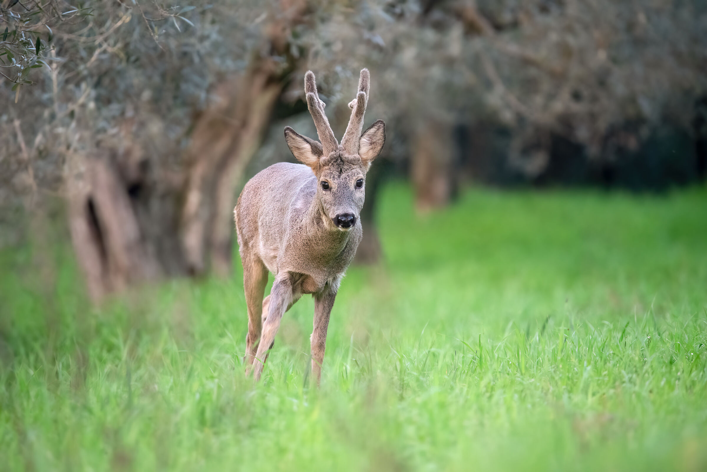 Roe deer m. | Capreolus capreolus (Tuscany - February)